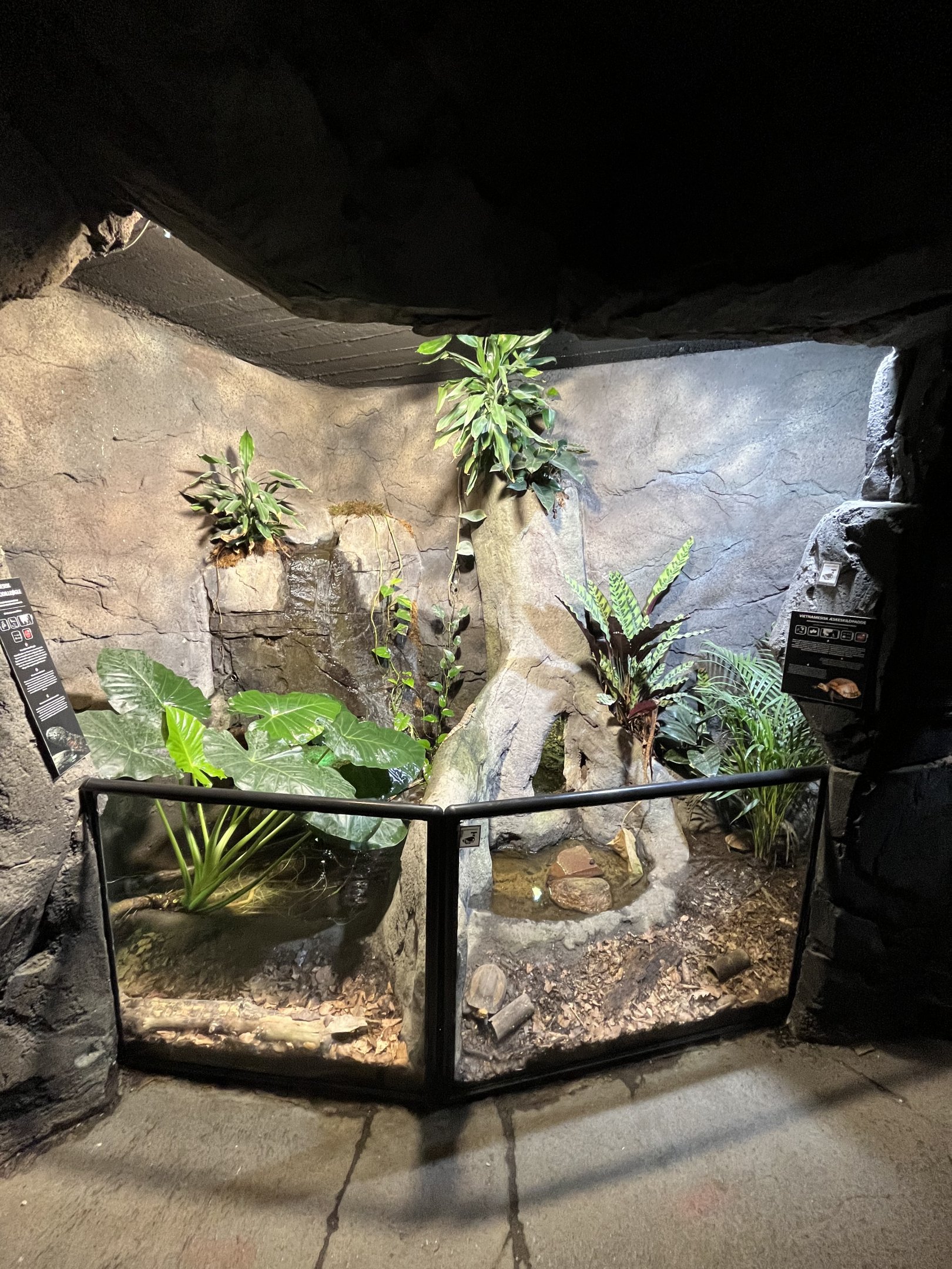 Chinese Crocodile Lizard Exhibit