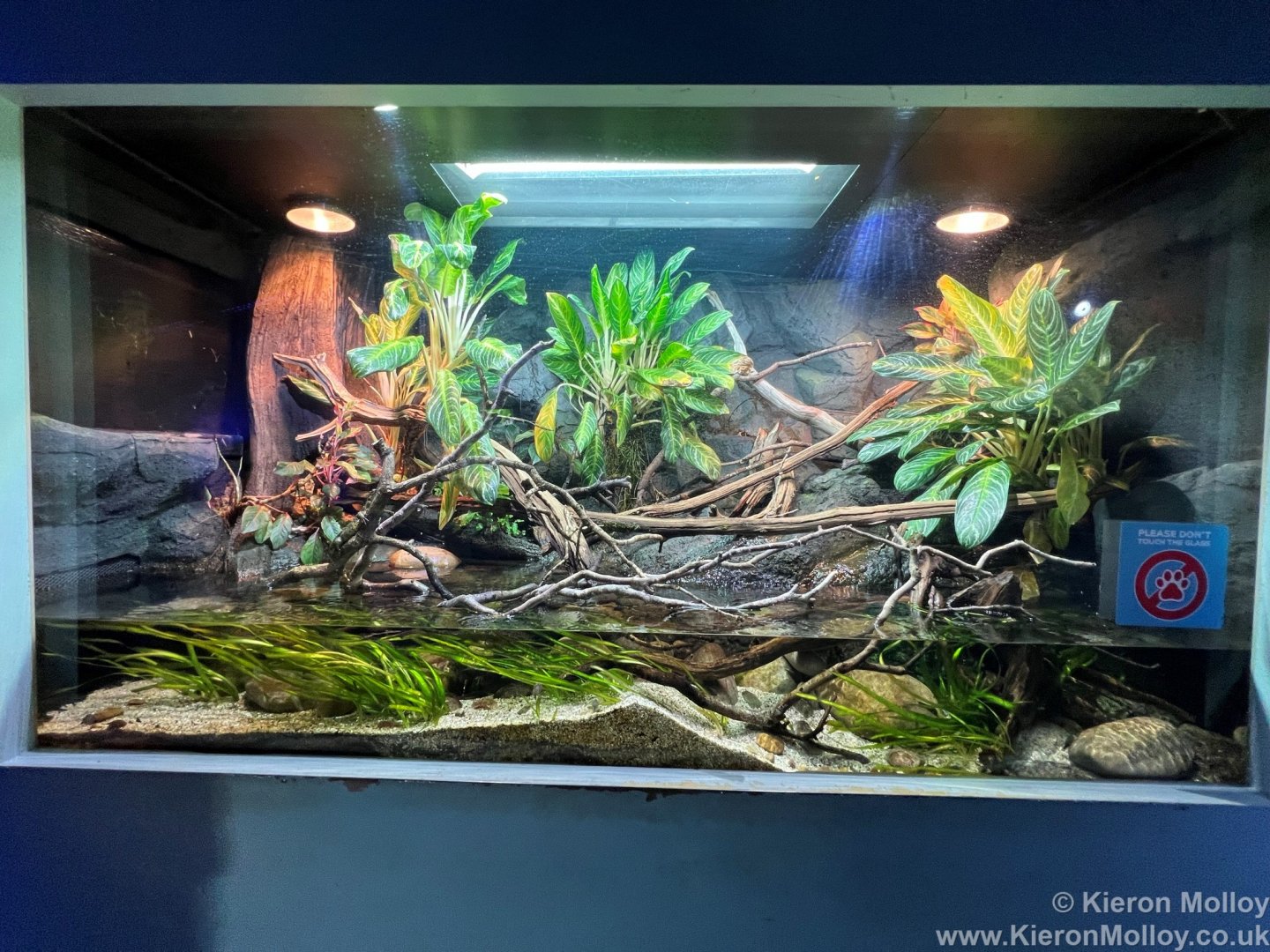 Chinese crocodile lizard Exhibit