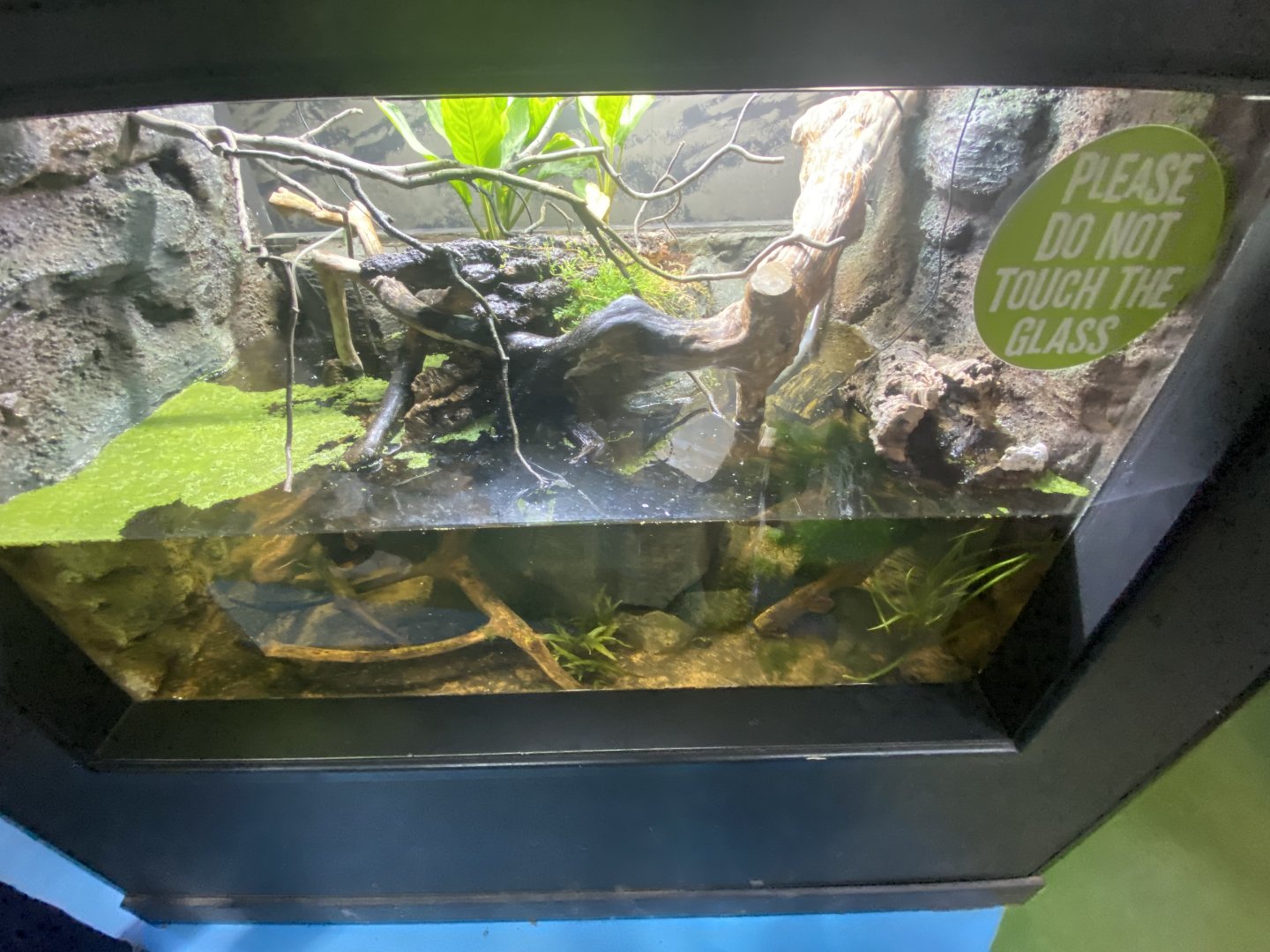 Chinese crocodile lizard exhibit