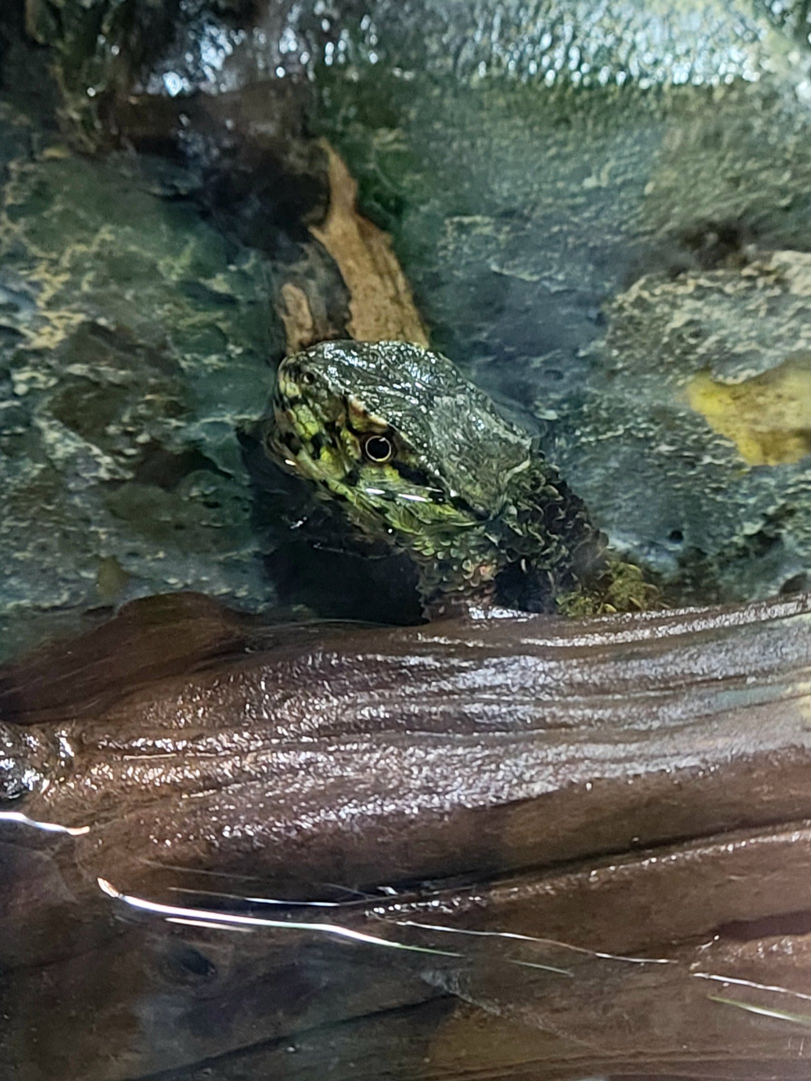 Chinese Crocodile Lizard-Greenville Zoo
