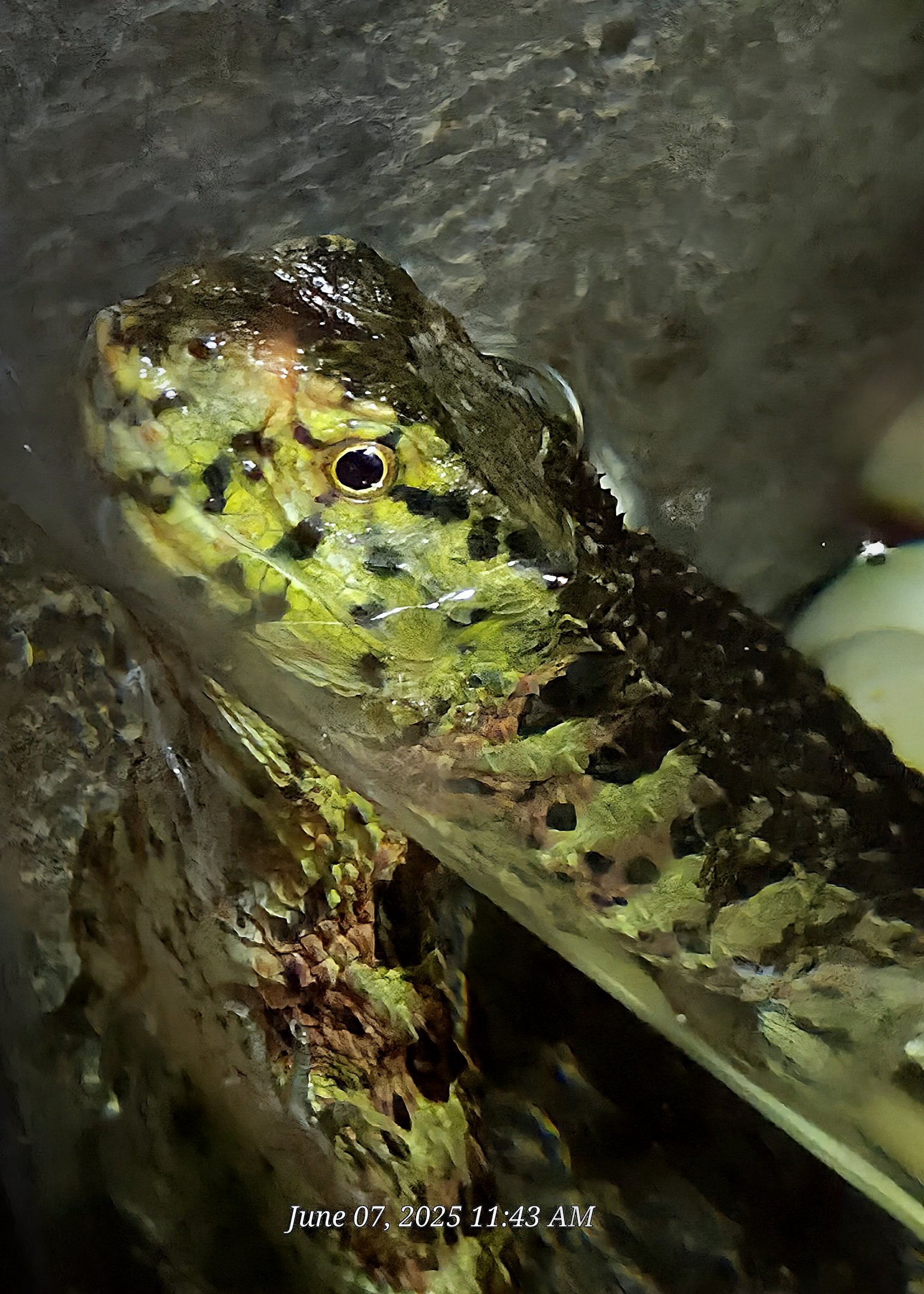 Chinese Crocodile Lizard  - Greenville Zoo