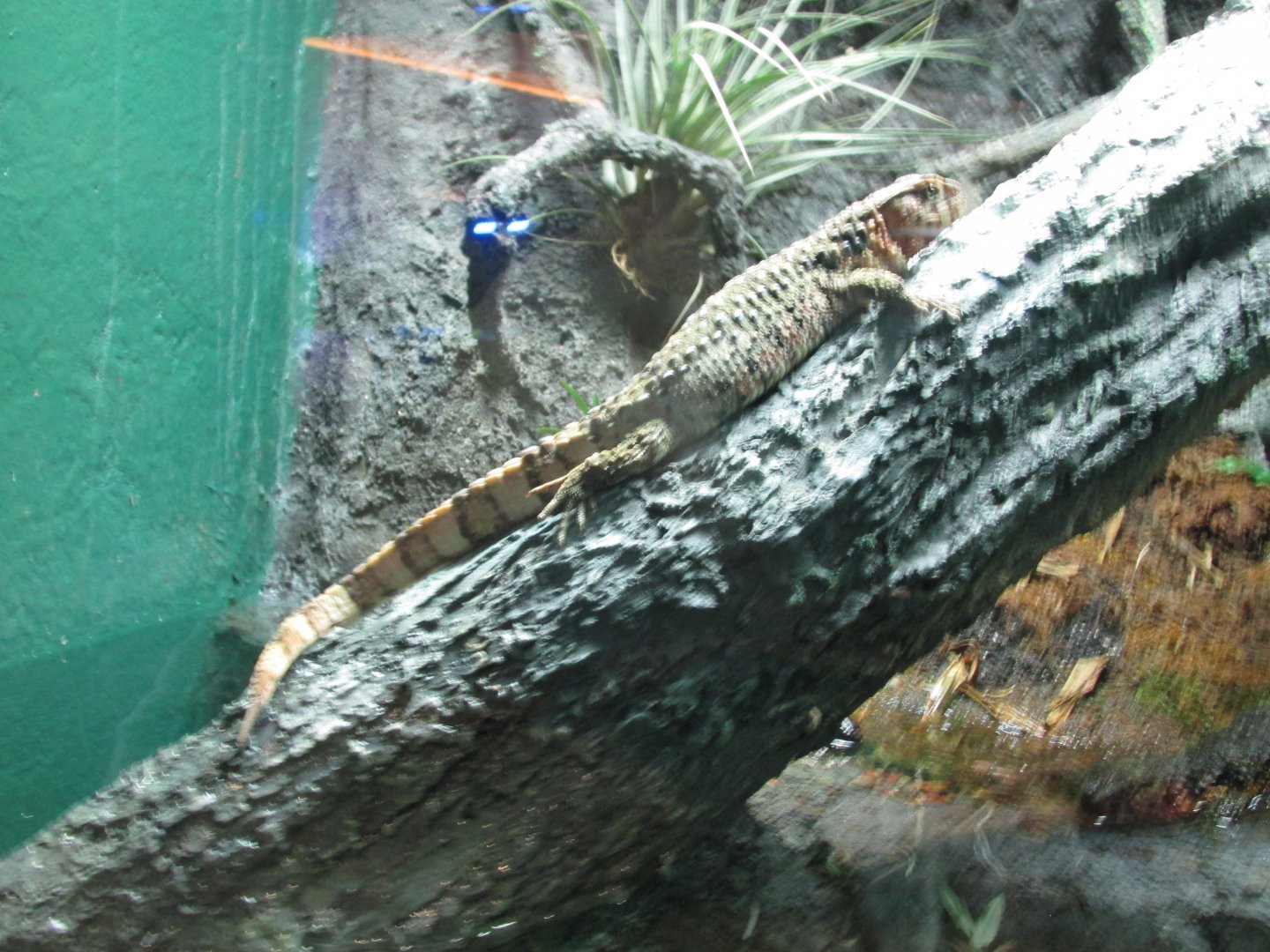 chinese crocodile lizard january 2017