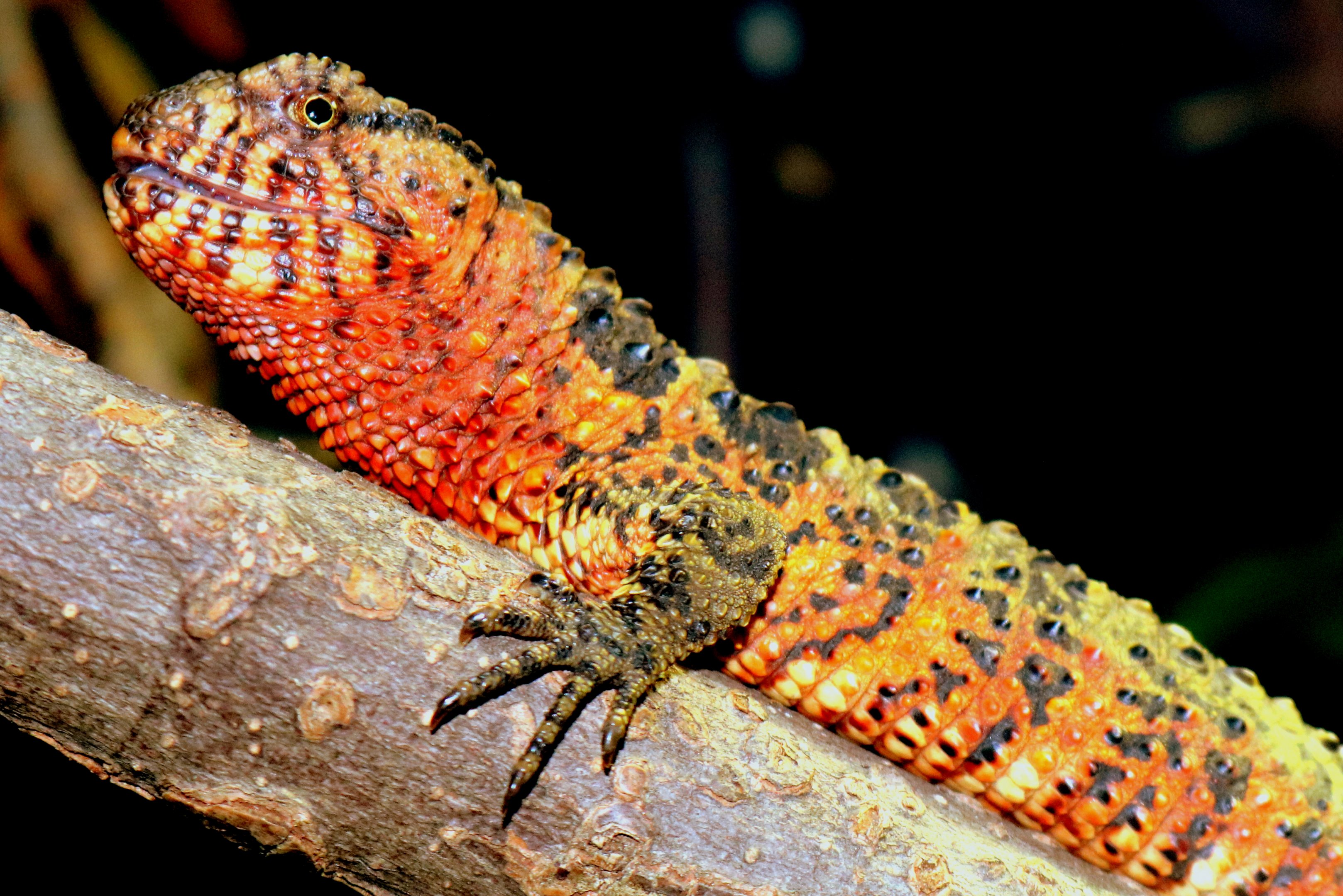 Chinese crocodile lizard; London Zoo; 7th February 2019