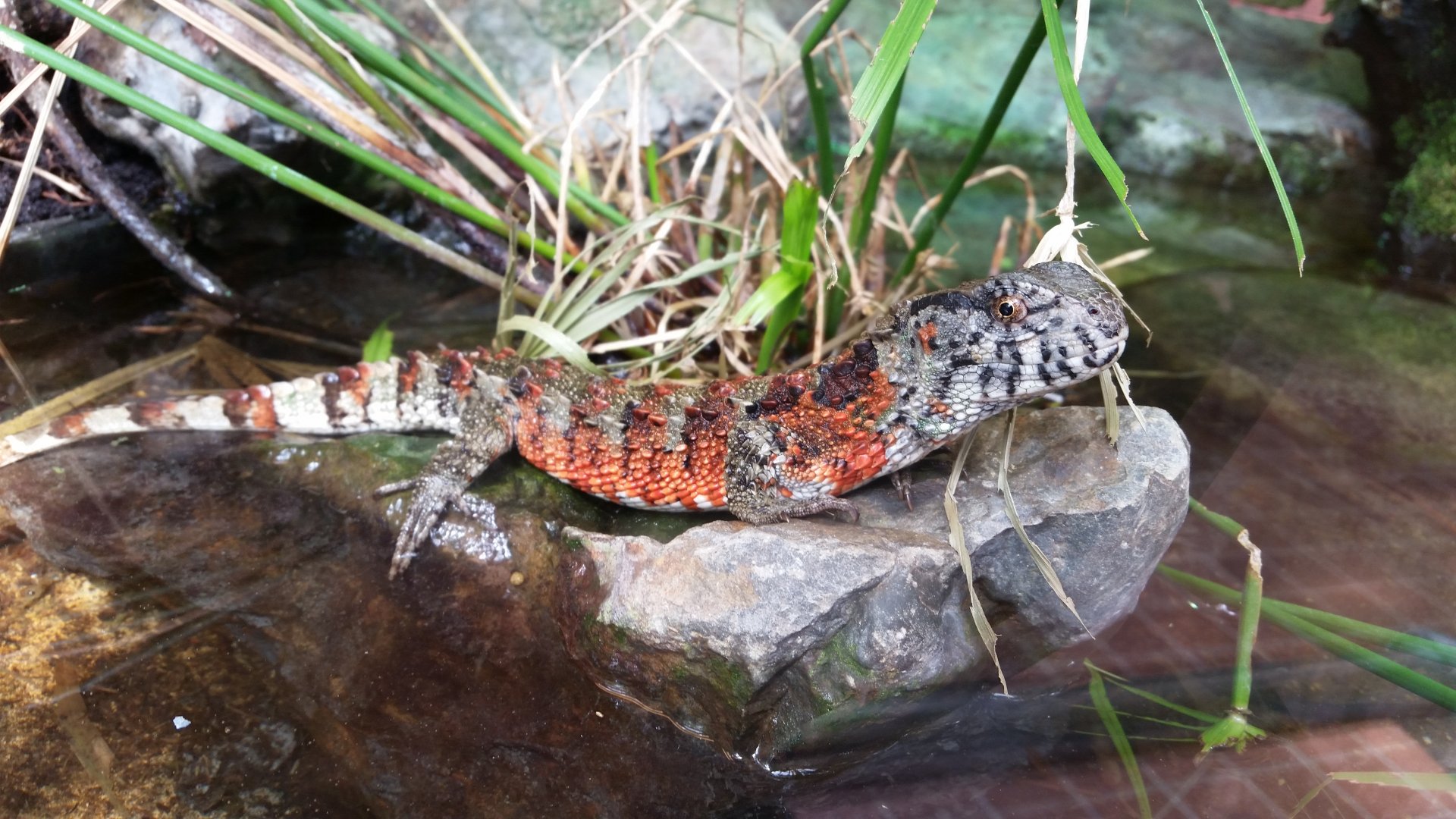 Chinese Crocodile Lizard, October 2018