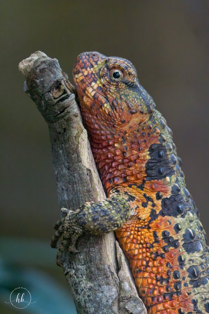 Chinese Crocodile Lizard / Paignton / 15-3-24