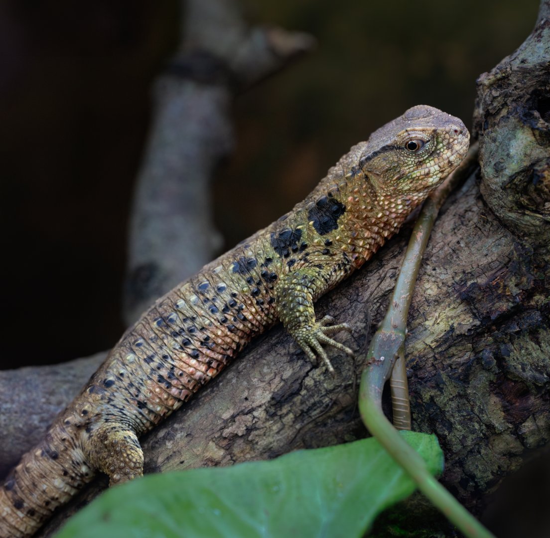 Chinese Crocodile Lizard / Paignton / 18-3-23