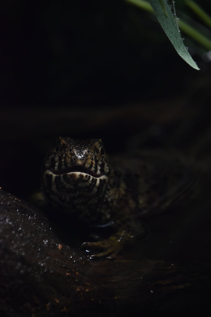 Chinese crocodile lizard portrait