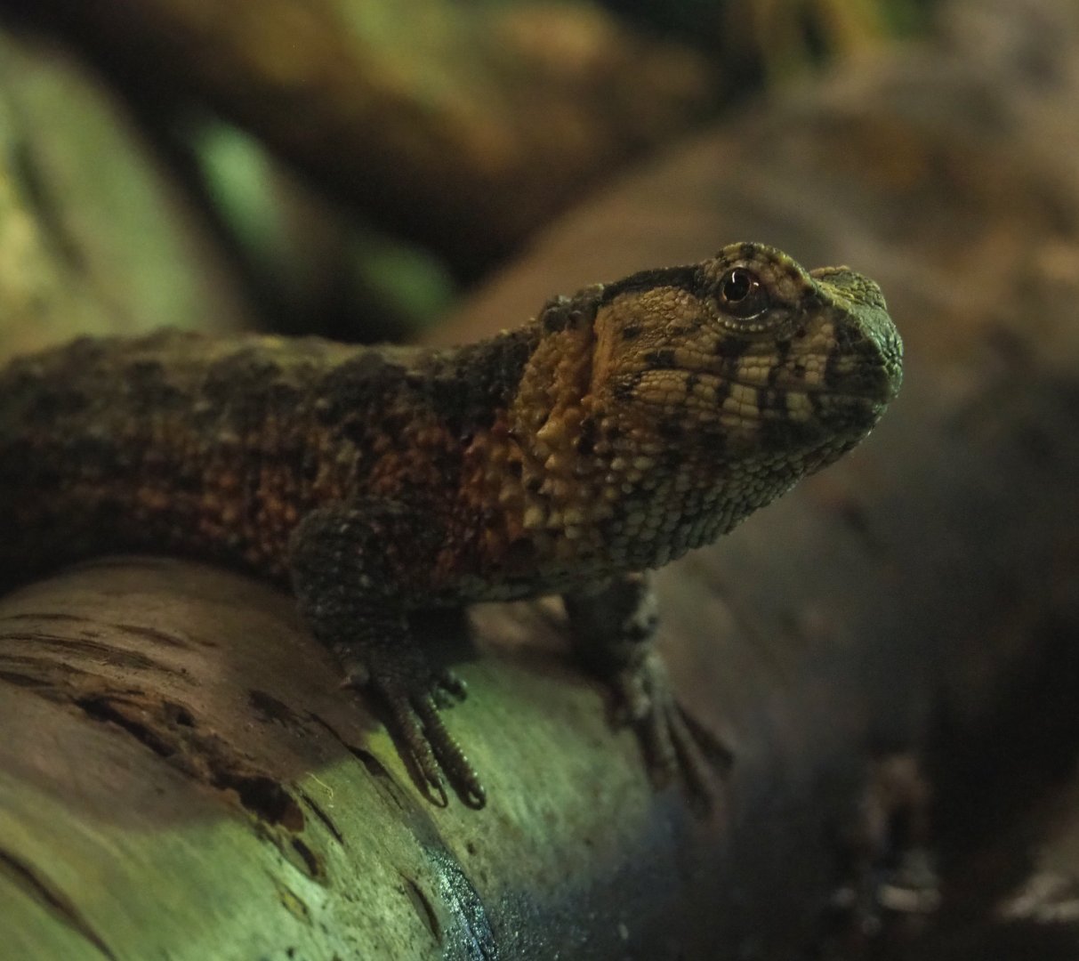 Chinese crocodile lizard (Shinisaurus crocodilurus), 2020-05-24