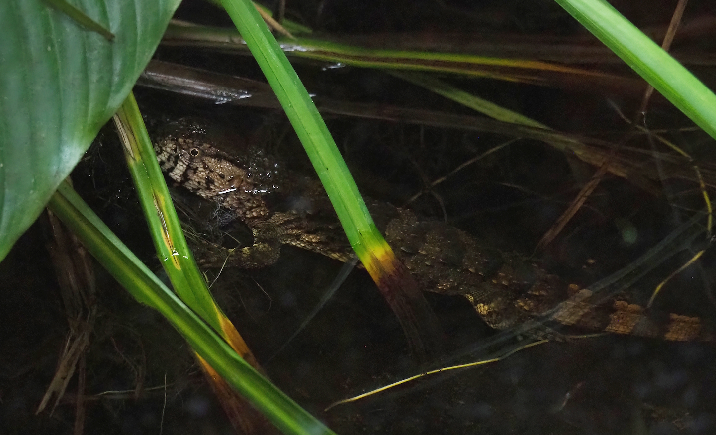Chinese crocodile lizard (Shinisaurus crocodilurus), 2023-09-24