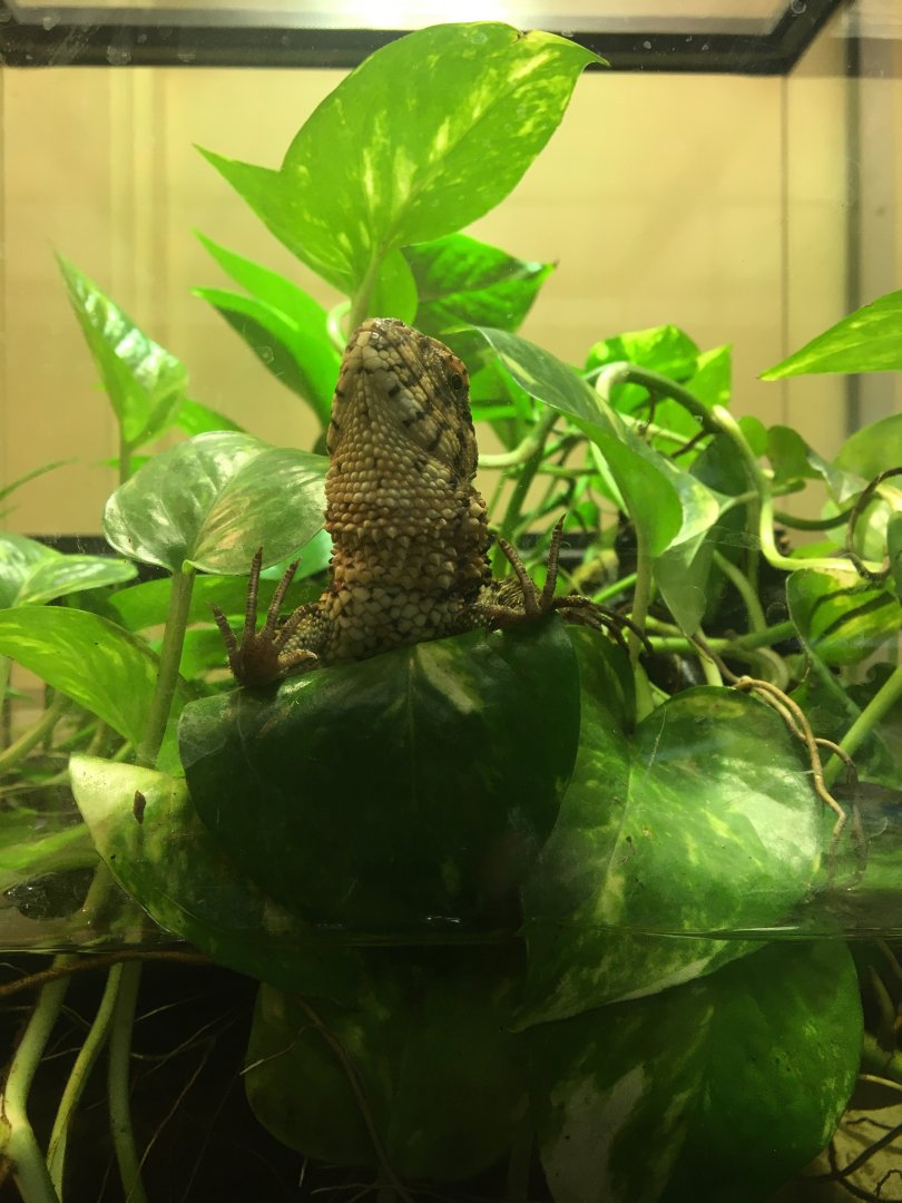 Chinese crocodile lizard - (Shinisaurus crocodilurus) August 2020