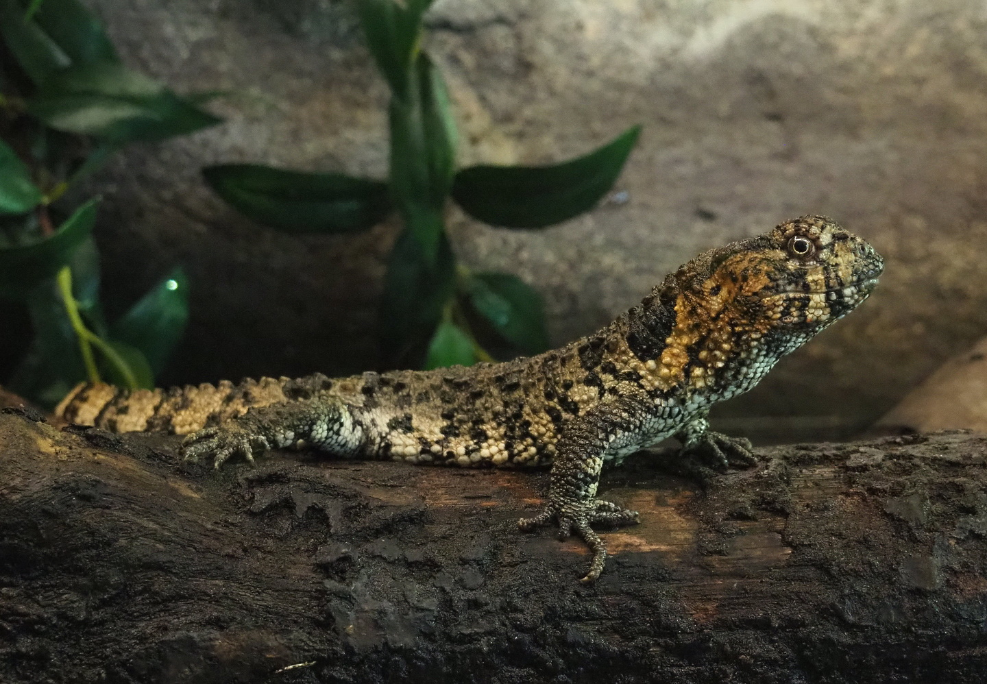 Chinese crocodile lizard (Shinisaurus crocodilurus crocodilurus), 2021-06-12
