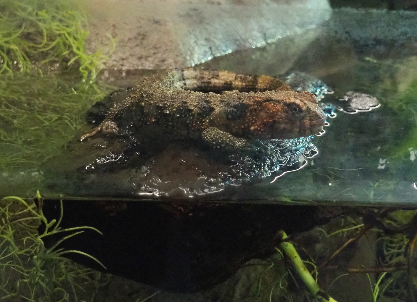 Chinese crocodile lizard (Shinisaurus crocodilurus crocodilurus), 2021-07-17