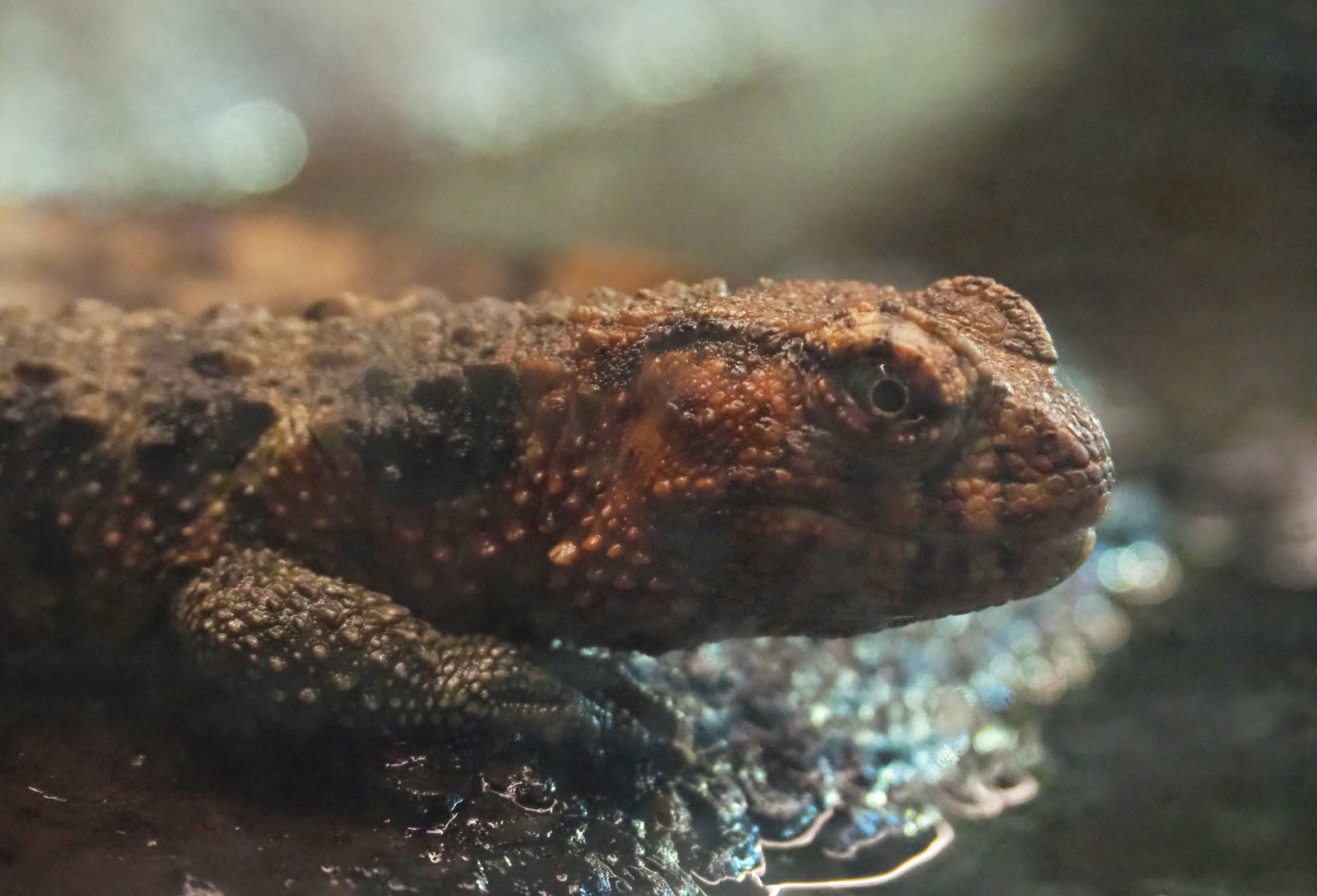 Chinese crocodile lizard (Shinisaurus crocodilurus crocodilurus), 2021-07-17