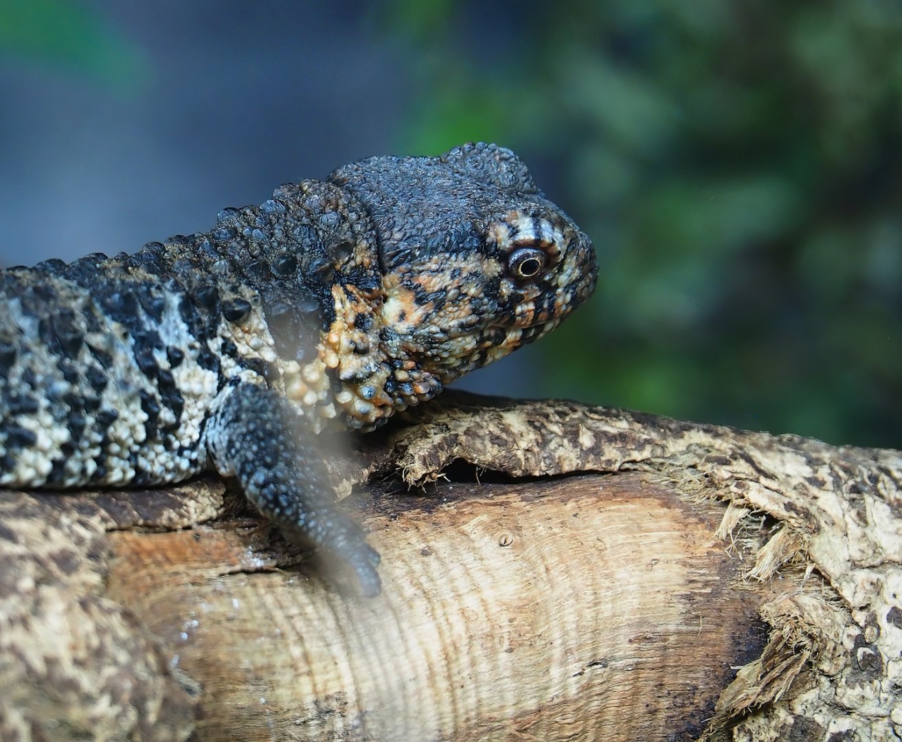 Chinese crocodile lizard (Shinisaurus crocodilurus crocodilurus), 2023-07-22