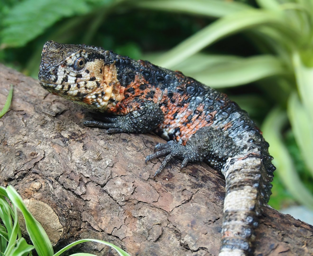 Chinese crocodile lizard (Shinisaurus crocodilurus crocodilurus), 2023-07-22