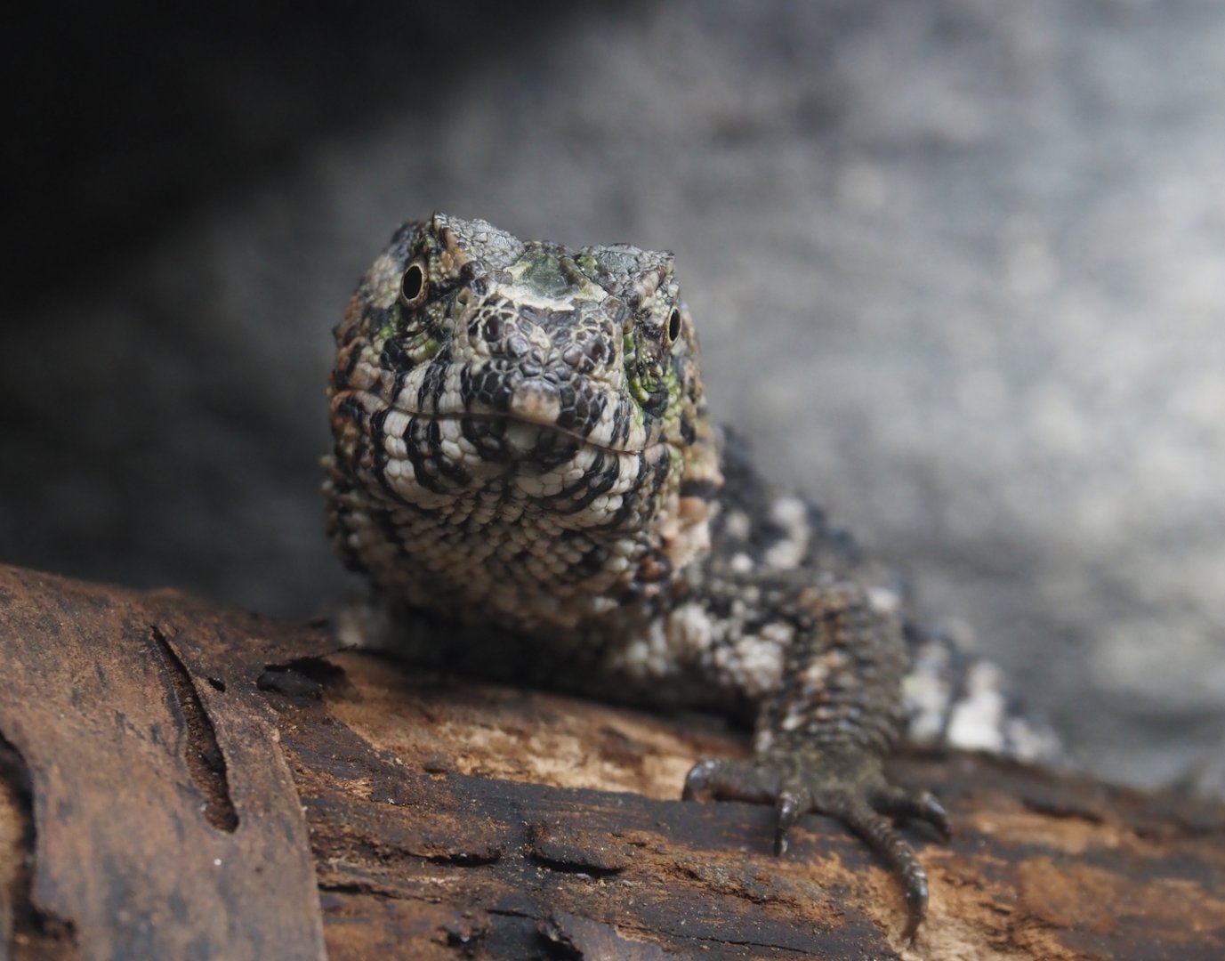 Chinese crocodile lizard (Shinisaurus crocodilurus crocodilurus), 2024-03-09