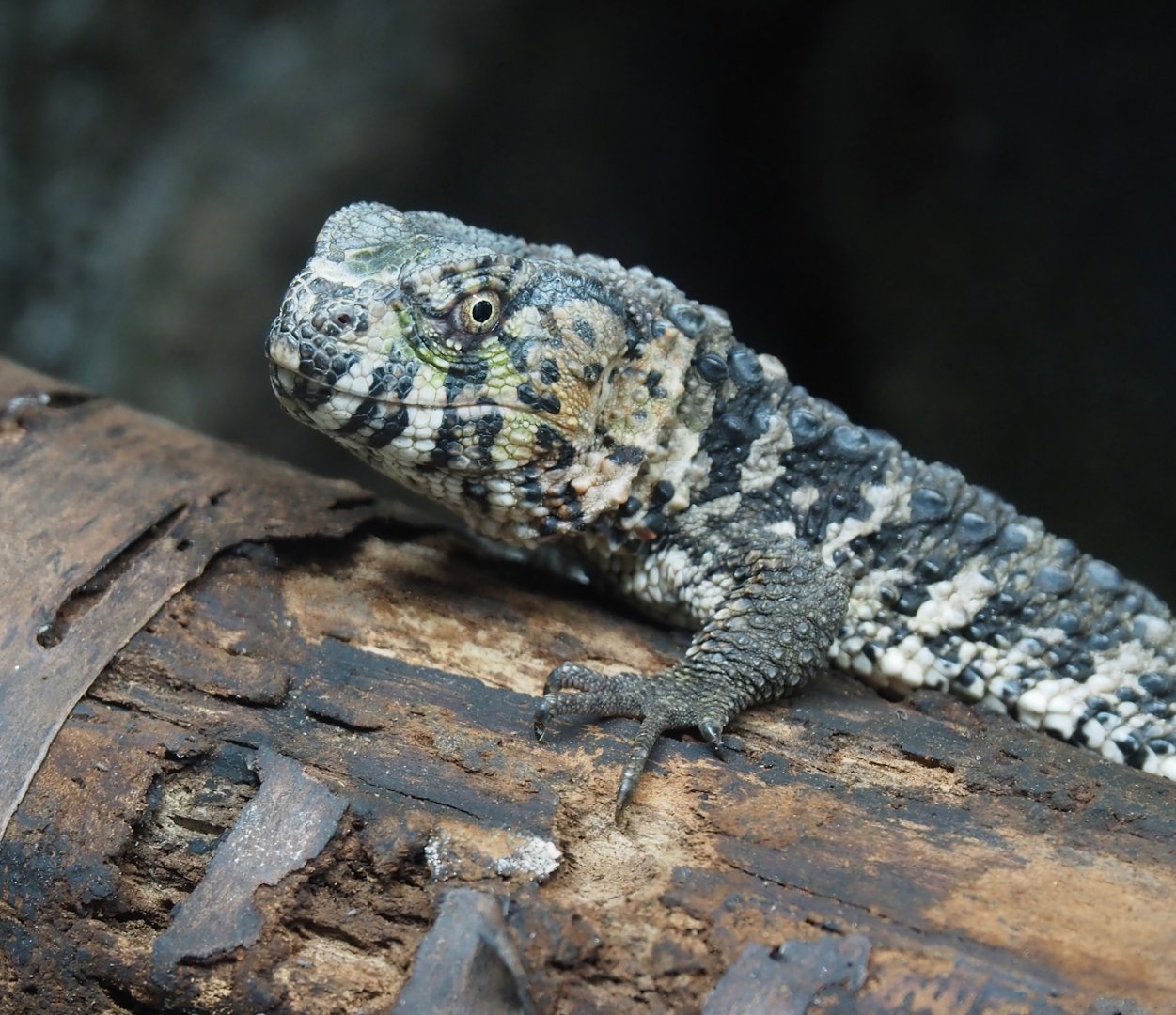 Chinese crocodile lizard (Shinisaurus crocodilurus crocodilurus), 2024-03-09