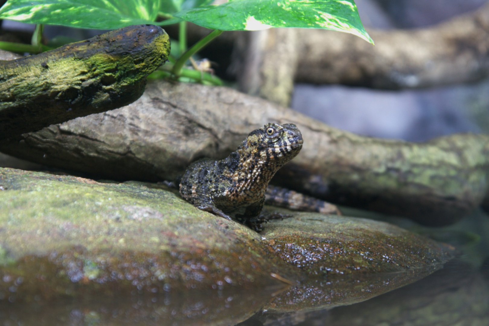 Chinese Crocodile Lizard (Shinisaurus crocodilurus crocodilurus), 26-11-25