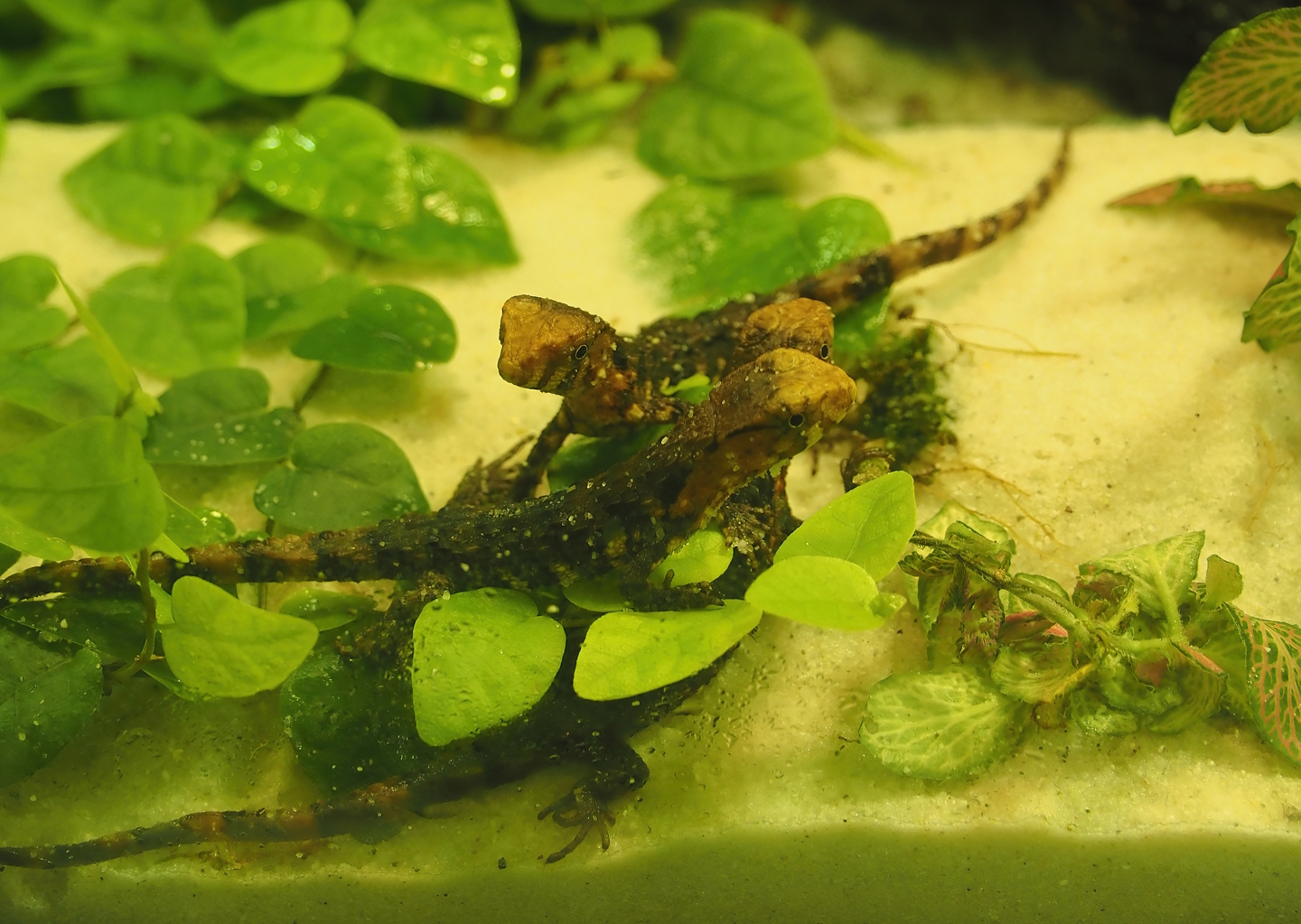 Chinese crocodile lizard (Shinisaurus crocodilurus crocodilurus) hatchlings, 2025-09-10