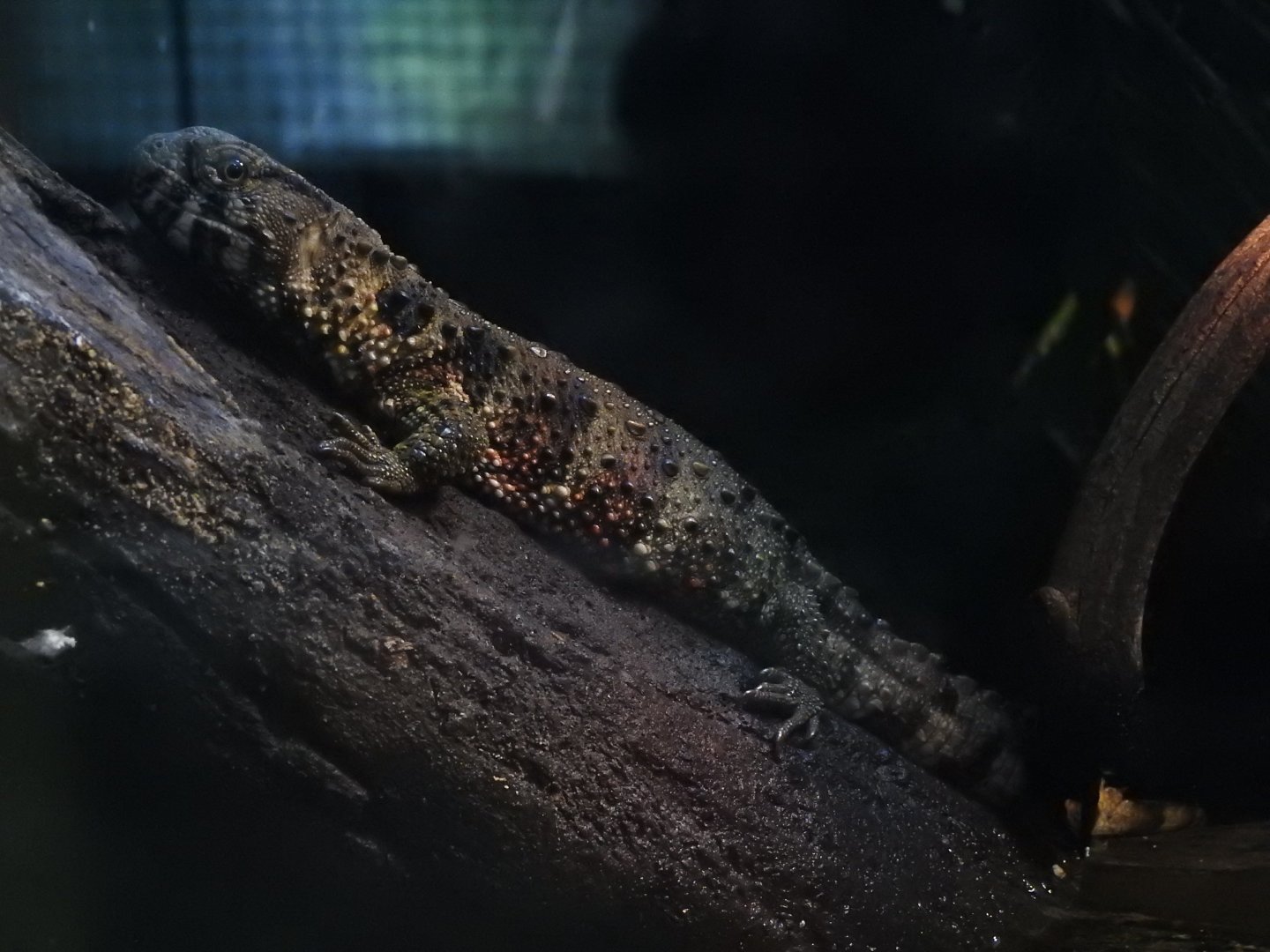 Chinese Crocodile Lizard (Shinisaurus crocodilurus crocodilurus)