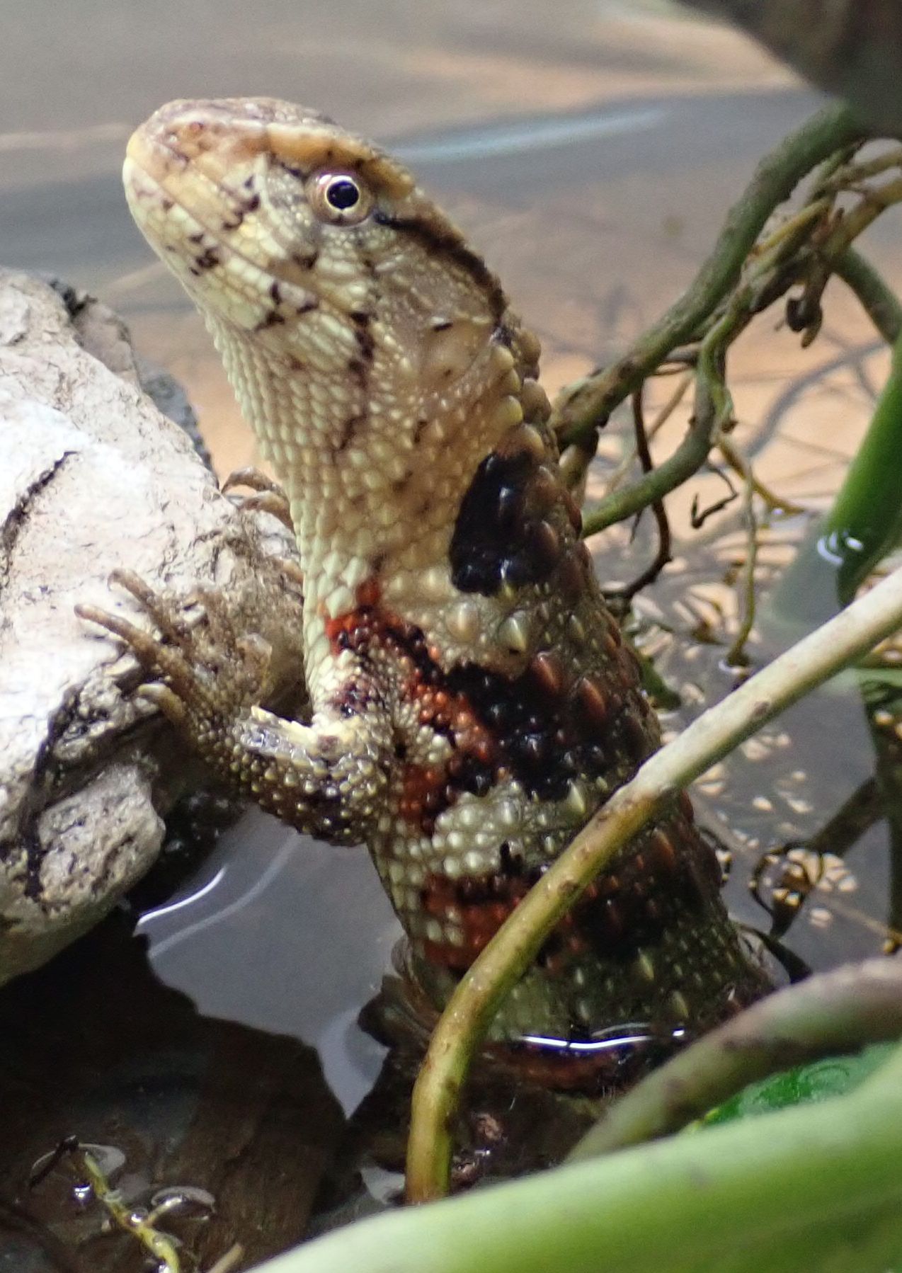 Chinese Crocodile Lizard - Shinisaurus crocodilurus crocodilurus