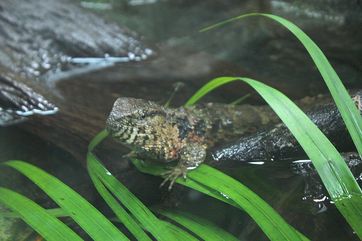Chinese crocodile lizard (Shinisaurus crocodilurus crocodilurus)