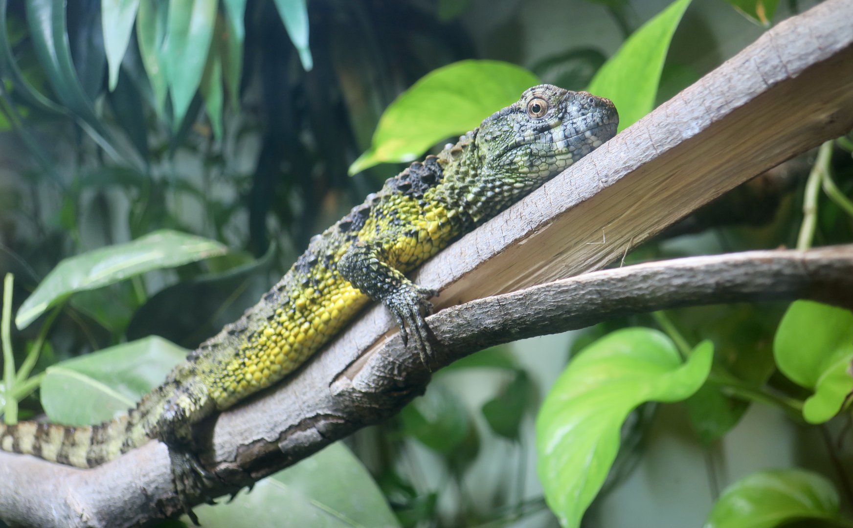Chinese Crocodile Lizard (Shinisaurus crocodilurus) female