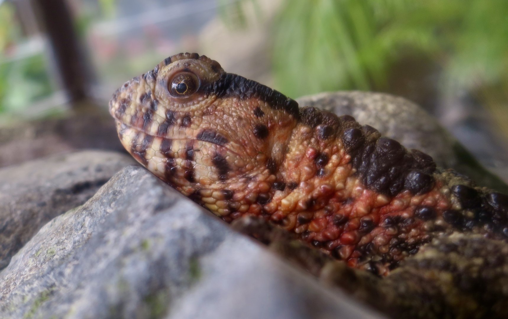 Chinese Crocodile Lizard (Shinisaurus crocodilurus) male