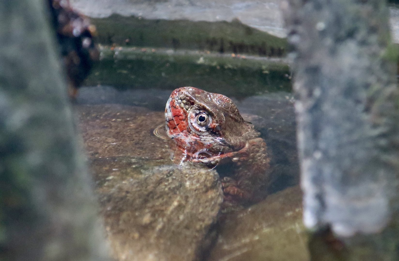Chinese Crocodile Lizard (Shinisaurus crocodilurus) male