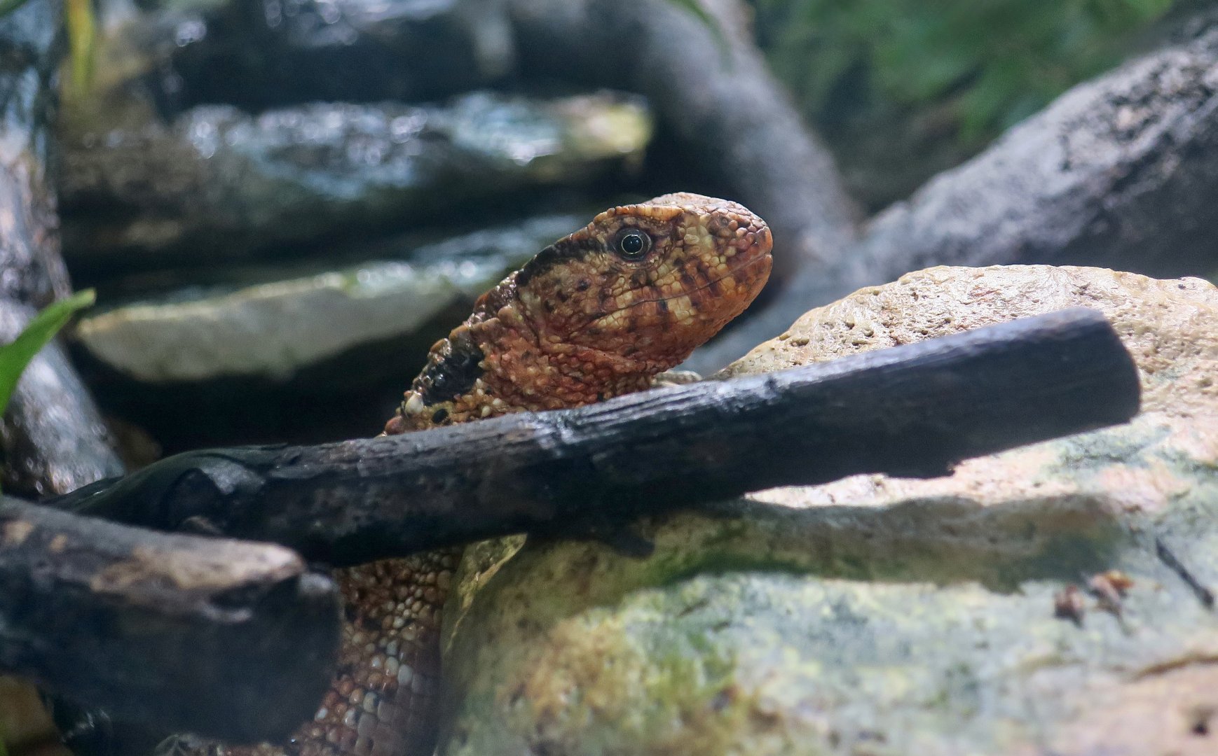 Chinese Crocodile Lizard (Shinisaurus crocodilurus) male