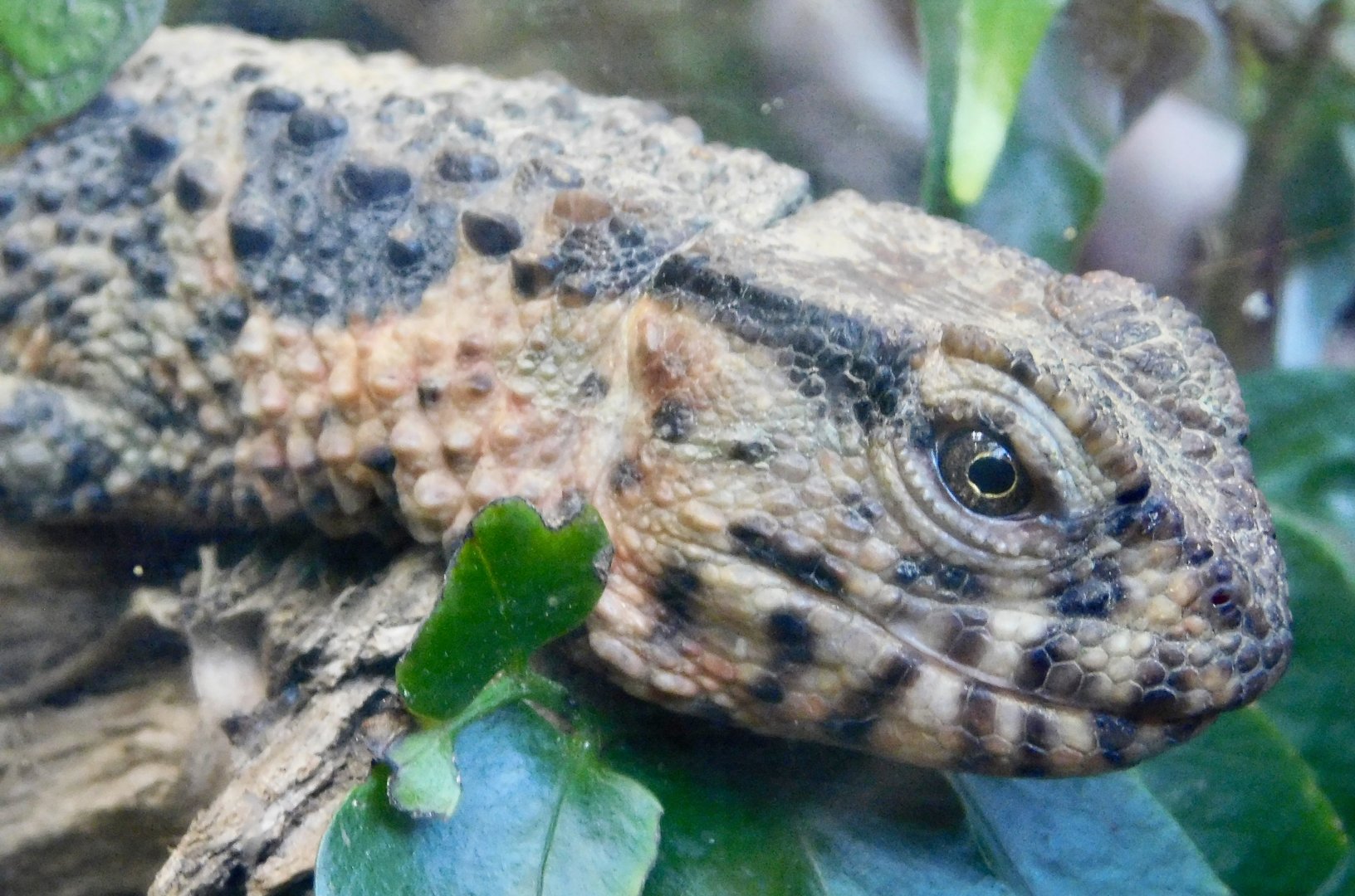 Chinese Crocodile Lizard (Shinisaurus crocodilurus) November 29, 2025