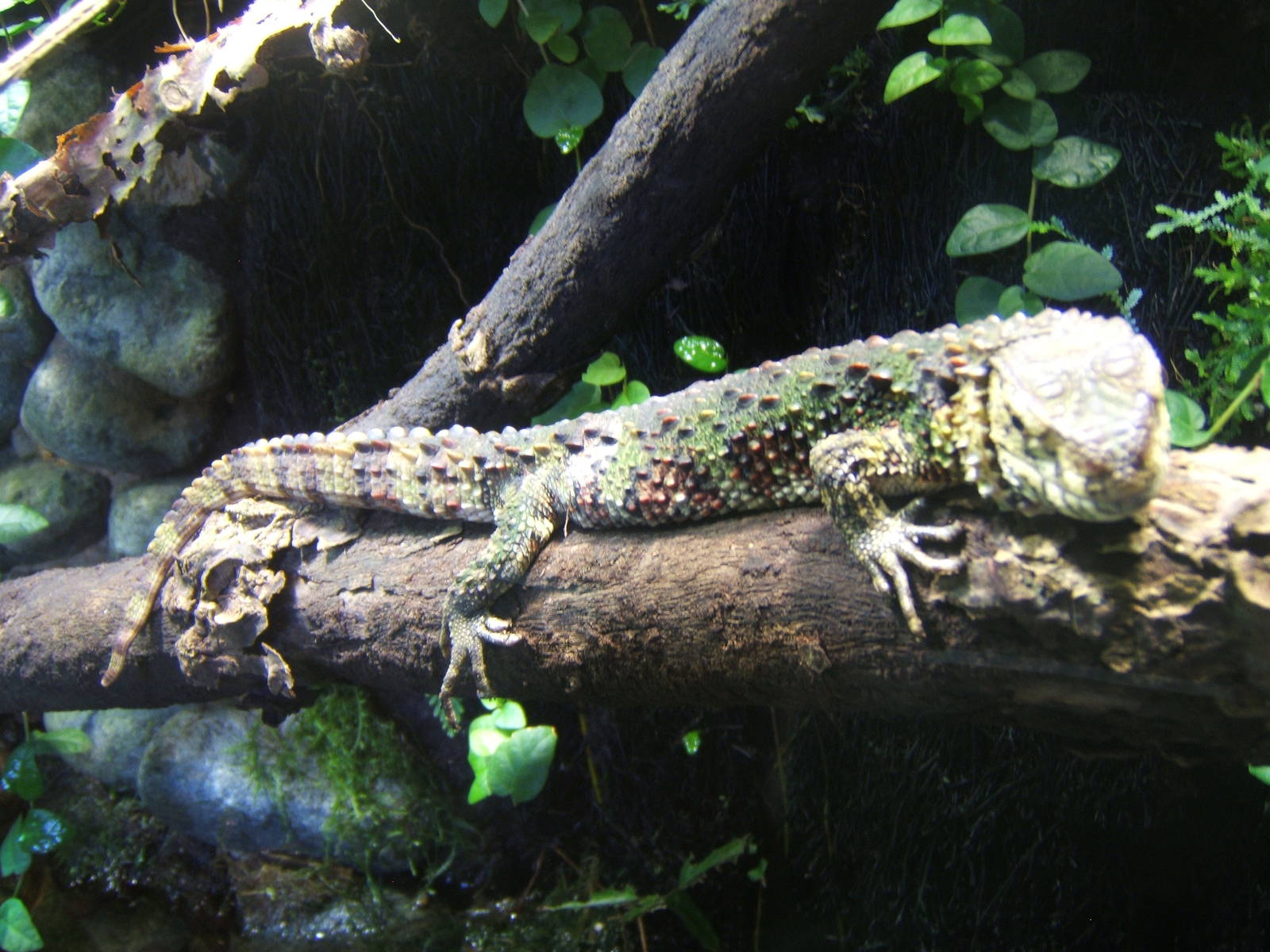 Chinese Crocodile Lizard (Shinisaurus crocodilurus)