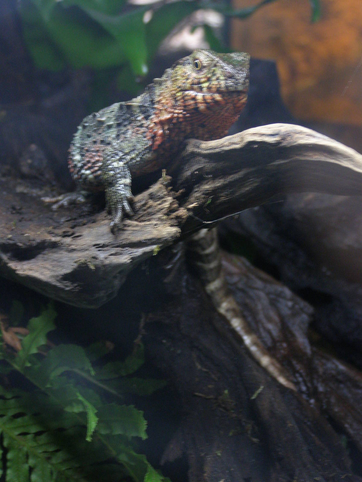 Chinese crocodile lizard (Shinisaurus crocodilurus)