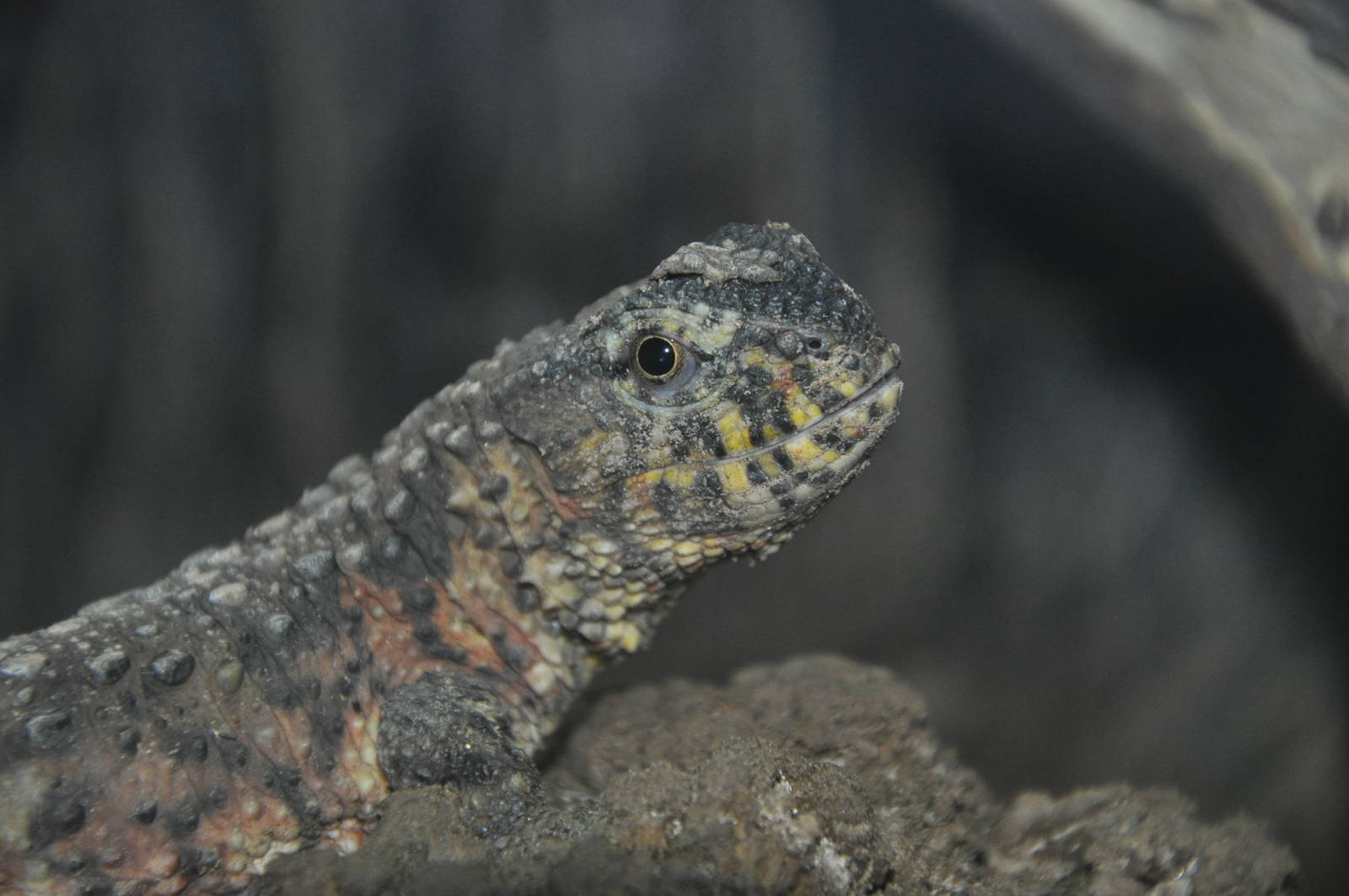 Chinese crocodile lizard/ Shinisaurus crocodilurus