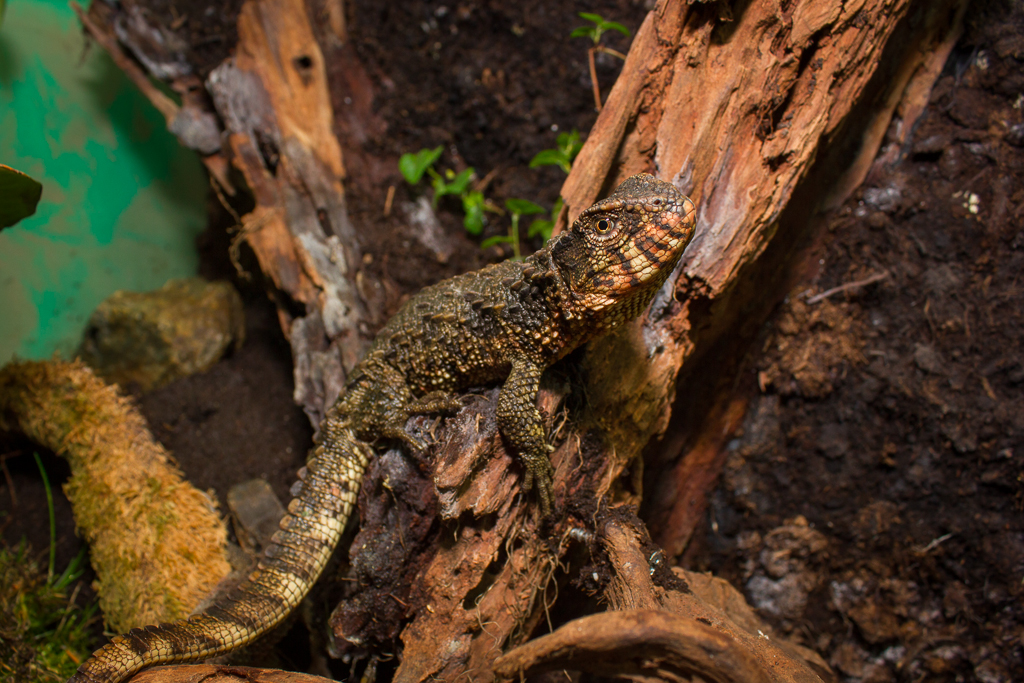 Chinese crocodile lizard - Shinisaurus crocodilurus