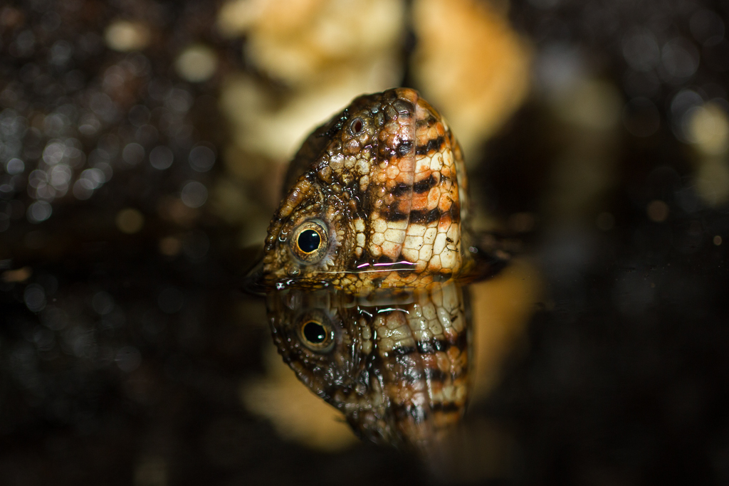 Chinese crocodile lizard - Shinisaurus crocodilurus