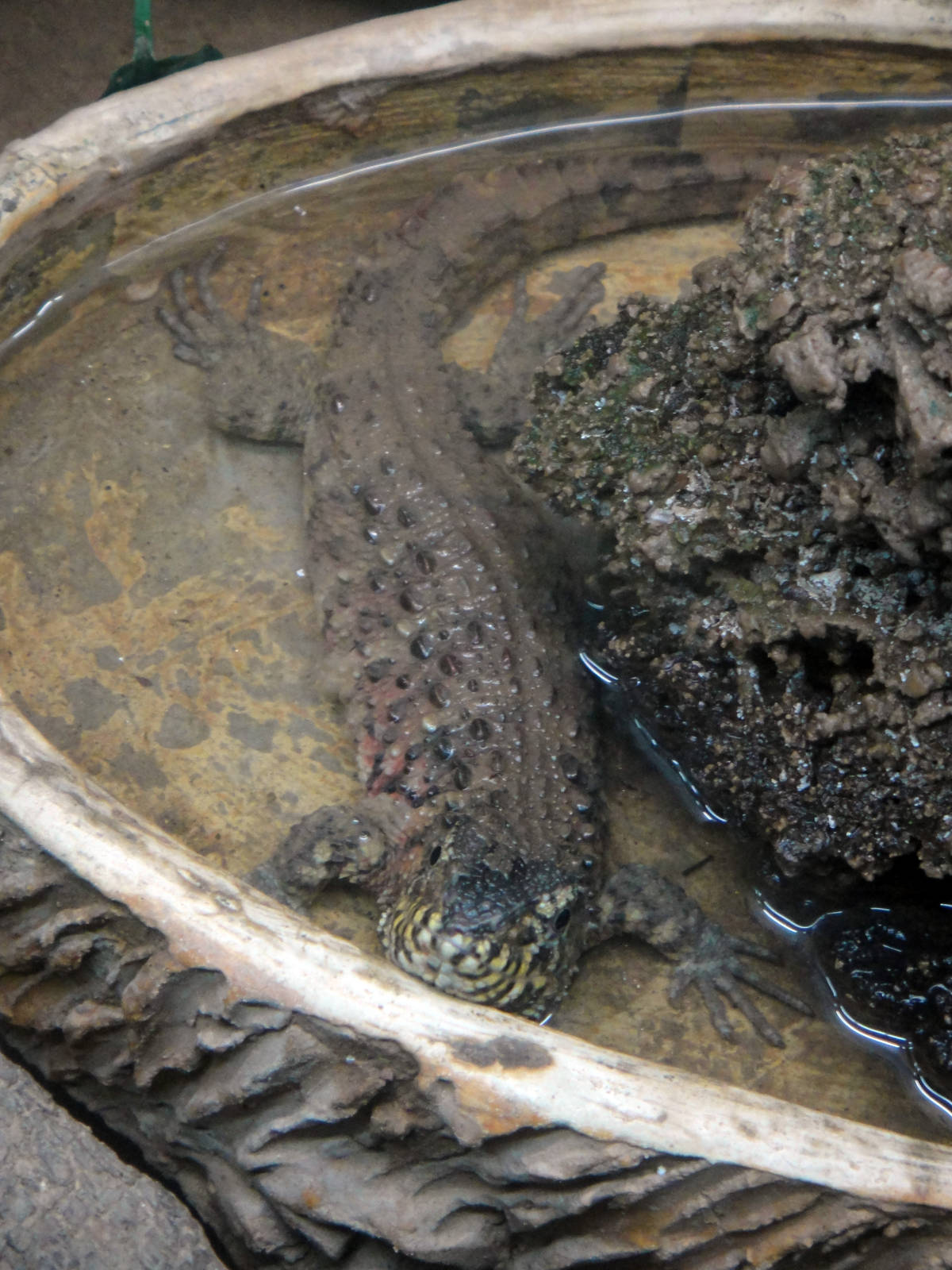 Chinese crocodile lizard (Shinisaurus crocodilurus)