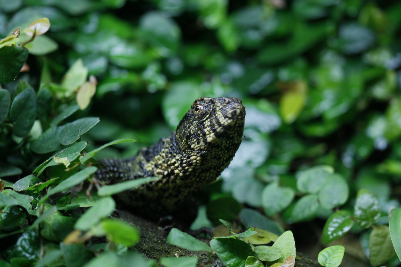 Chinese crocodile lizard (Shinisaurus crocodilurus)