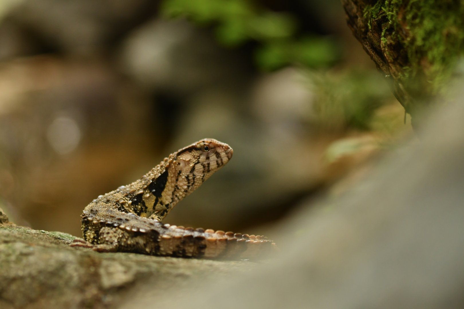 Chinese crocodile lizard (Shinisaurus crocodilurus)