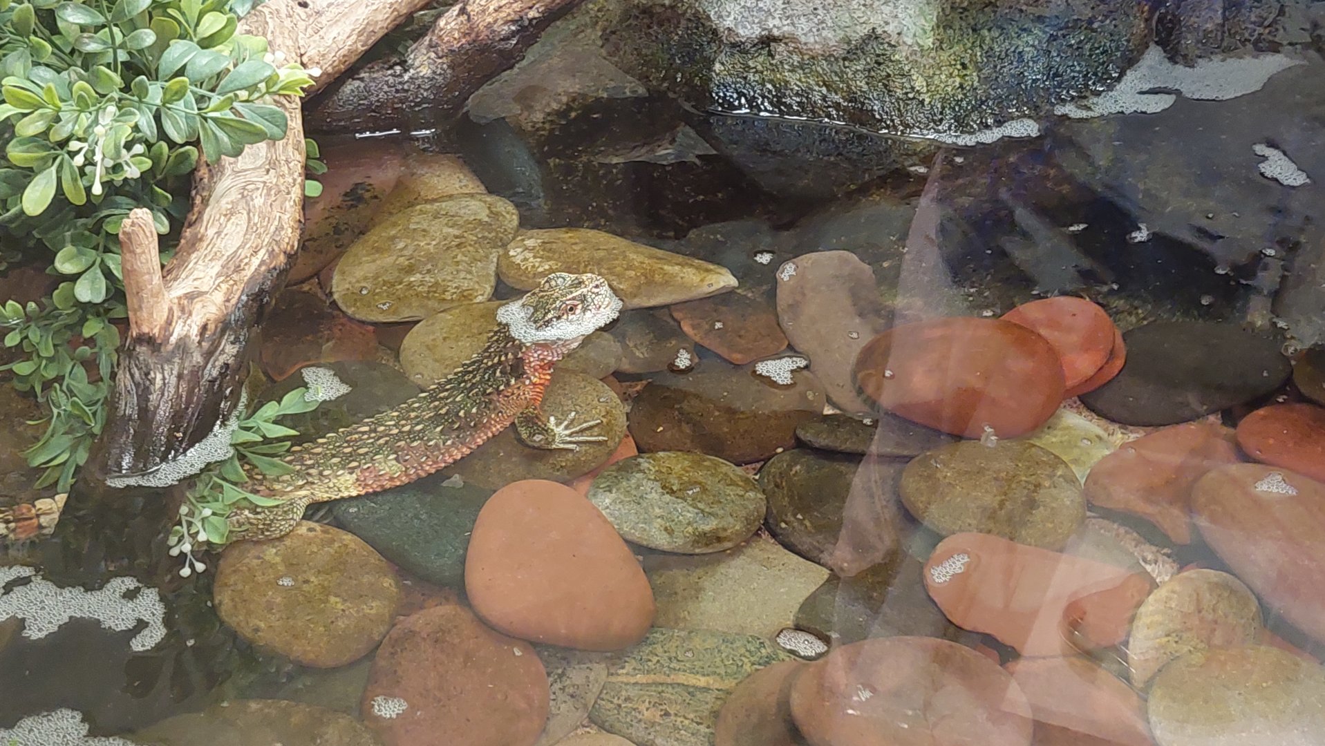 Chinese crocodile lizard (Shinisaurus crocodilurus)
