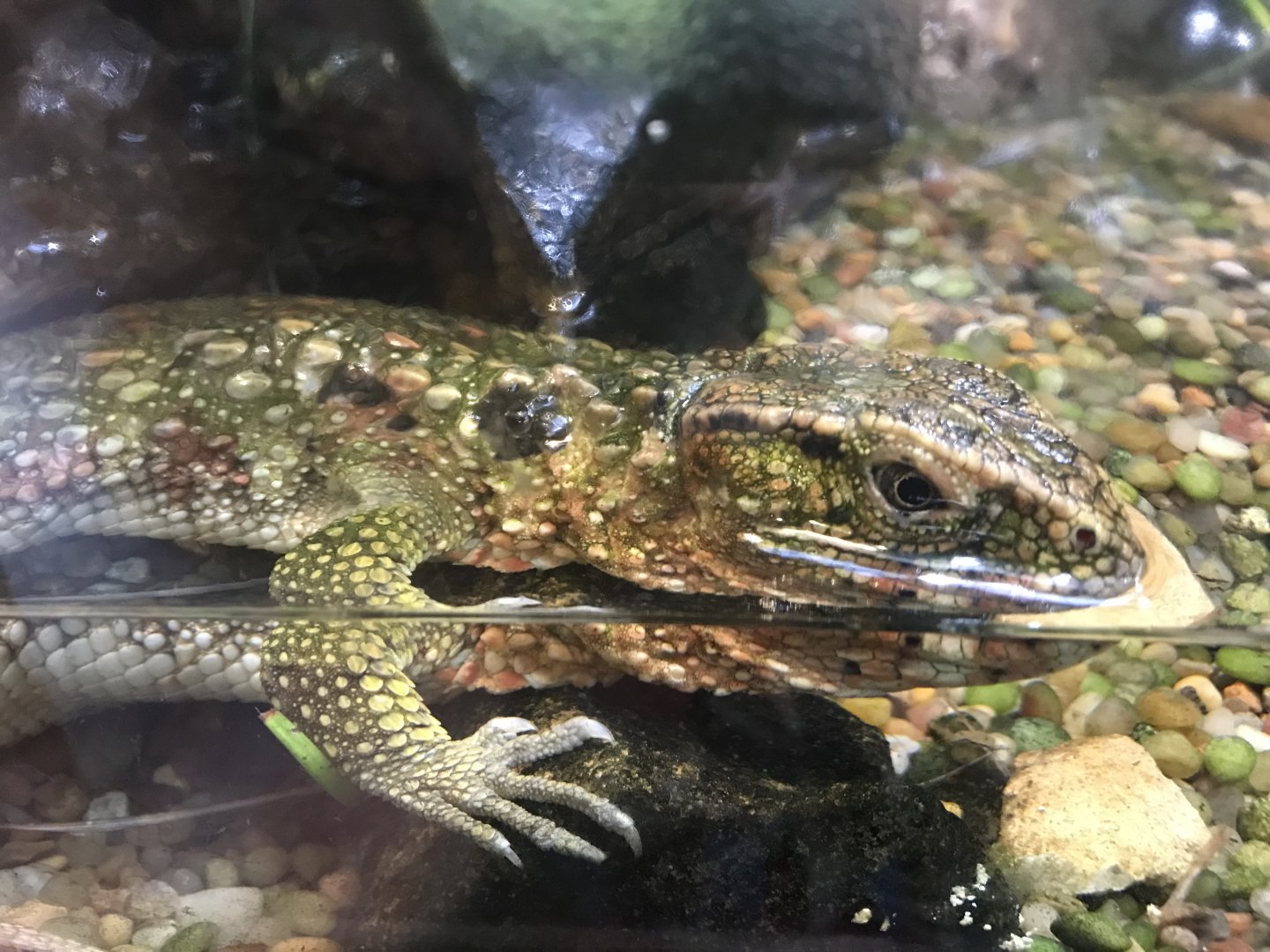 Chinese Crocodile Lizard (Shinisaurus crocodilurus)
