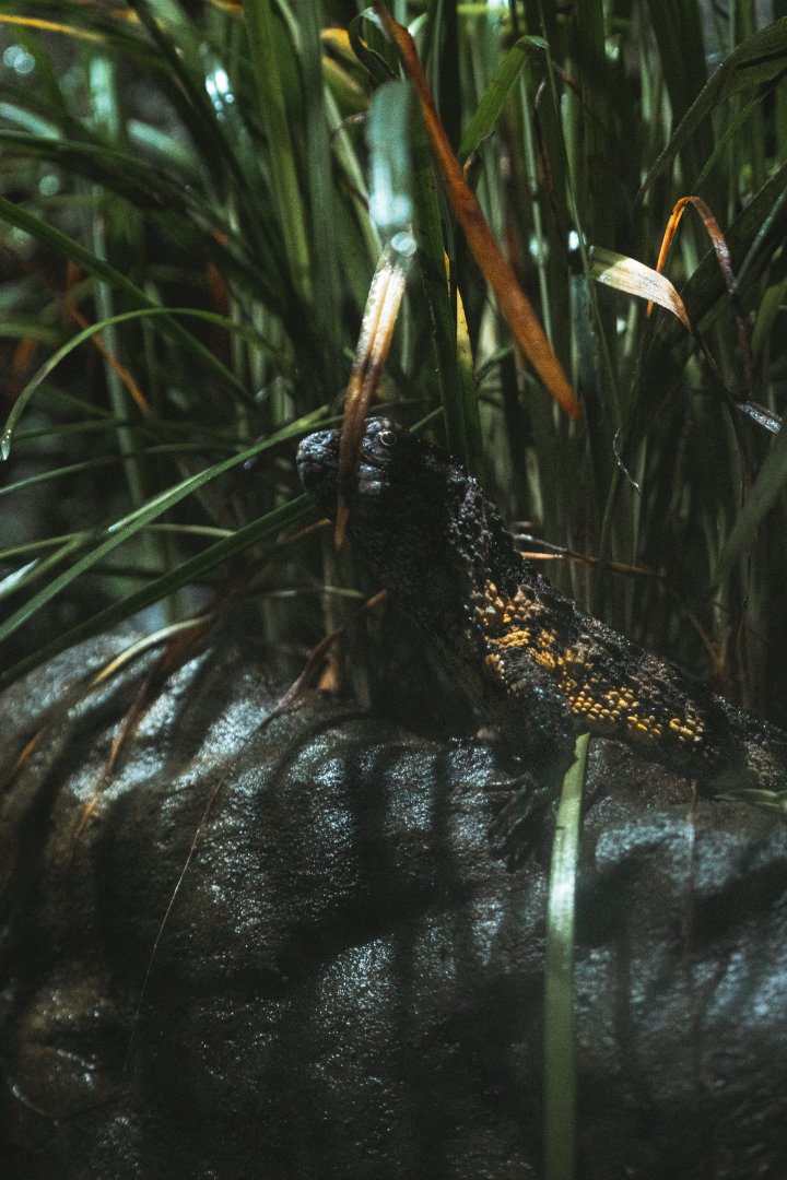 Chinese crocodile lizard (Shinisaurus crocodilurus)