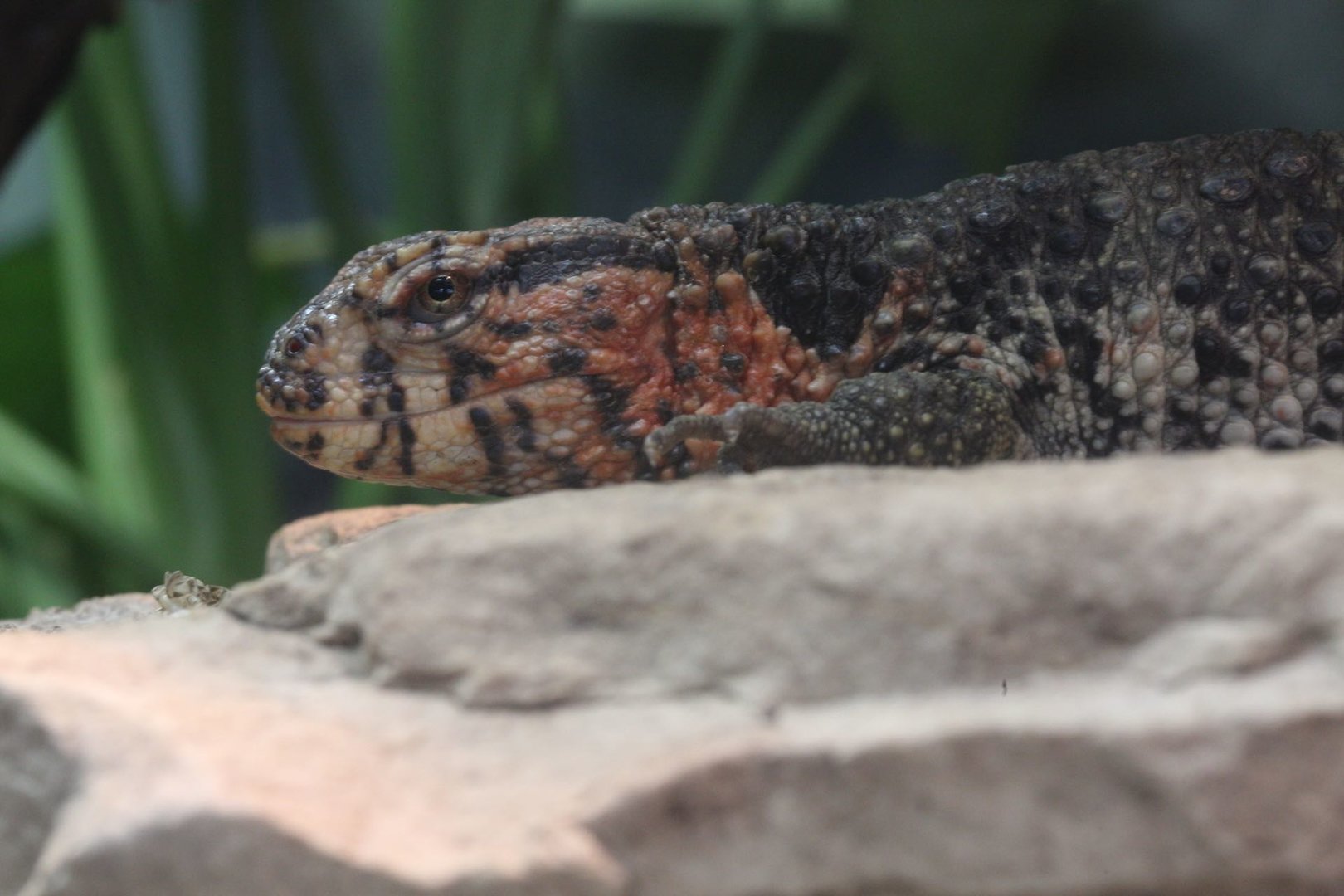 Chinese crocodile lizard/ Shinisaurus crocodilurus