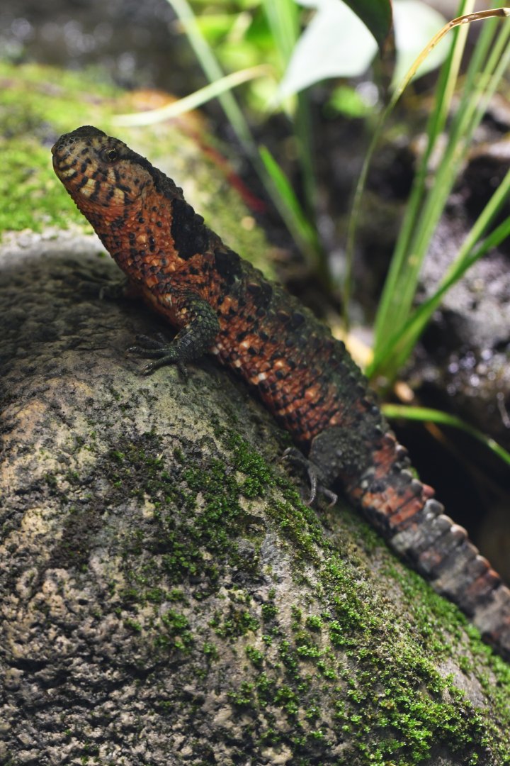 Chinese crocodile lizard (Shinisaurus crocodilurus)