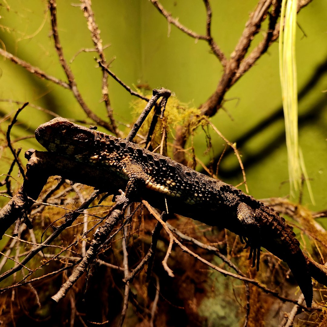 Chinese Crocodile Lizard (Shinisaurus crocodilurus)