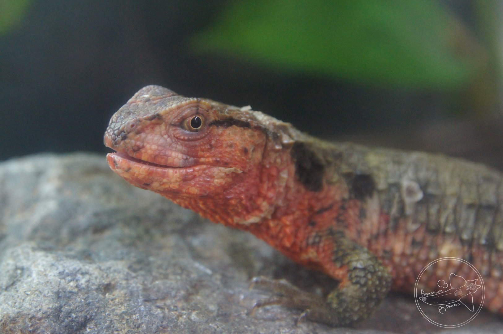 Chinese Crocodile Lizard (Shinisaurus crocodilurus)