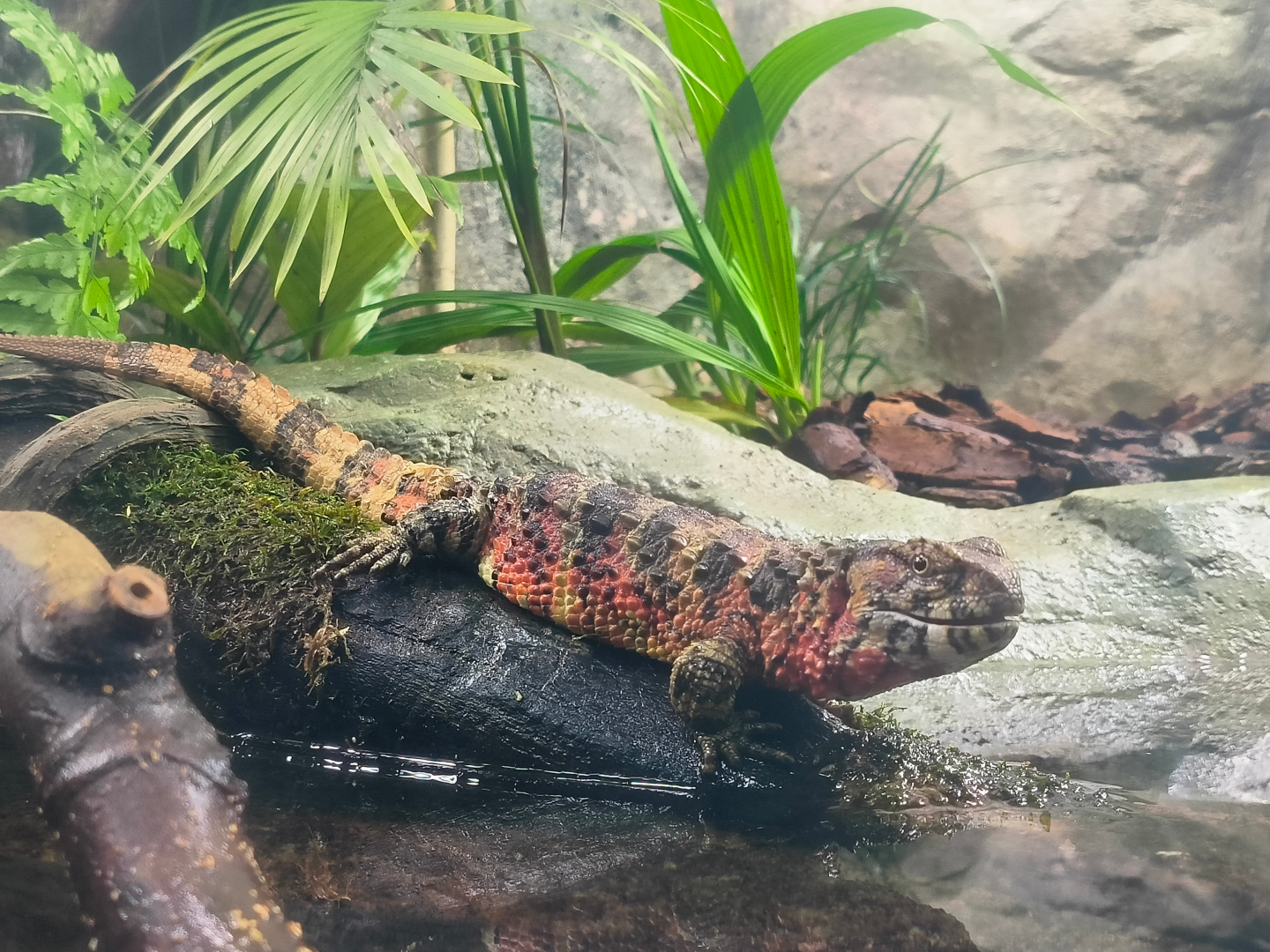 Chinese Crocodile Lizard (Shinisaurus crocodilurus)