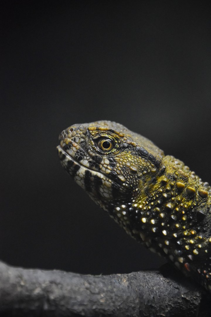 Chinese crocodile lizard, Shinisaurus crocodilurus