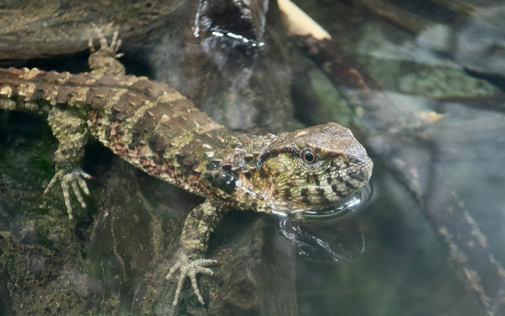 Chinese Crocodile Lizard (Shinisaurus crocodilurus)