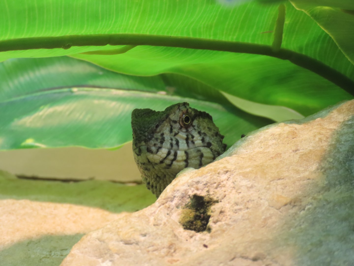 Chinese Crocodile Lizard (Shinisaurus crocodilurus)
